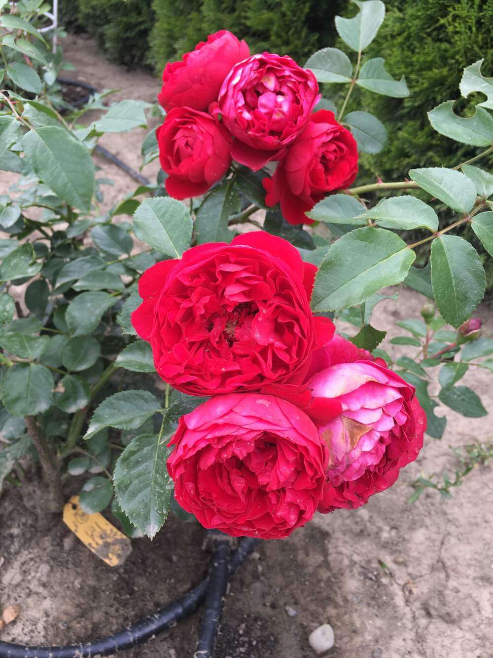 Роза Флорентина энциклопедия роз