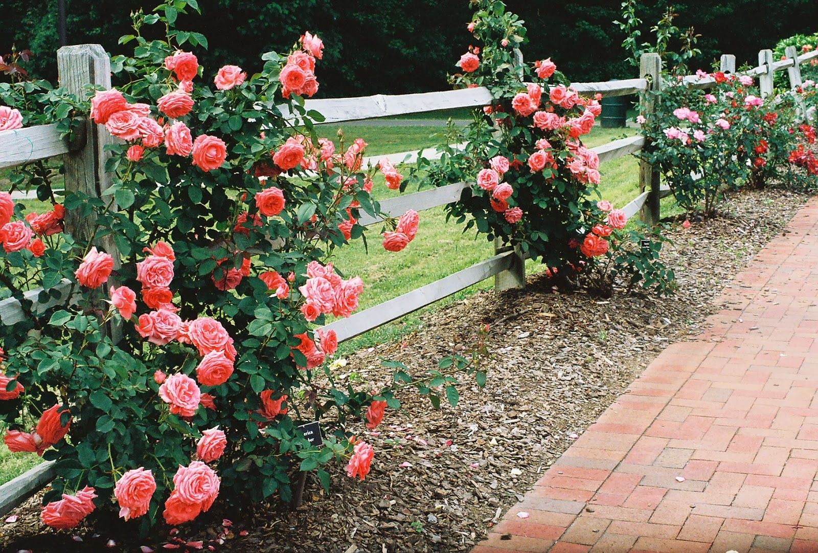 Фото плетистой розы в саду
