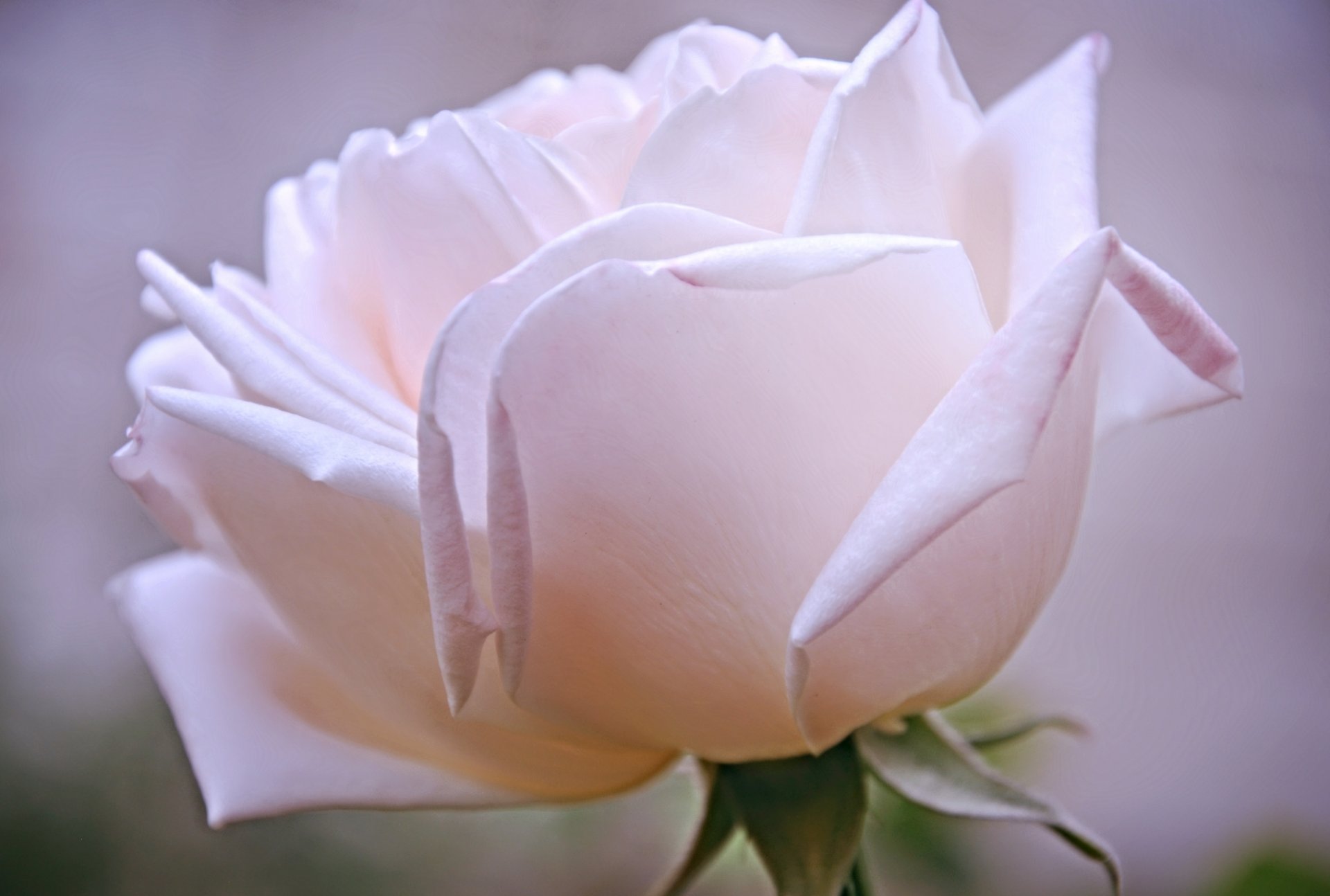 Нежная бело-розовая роза