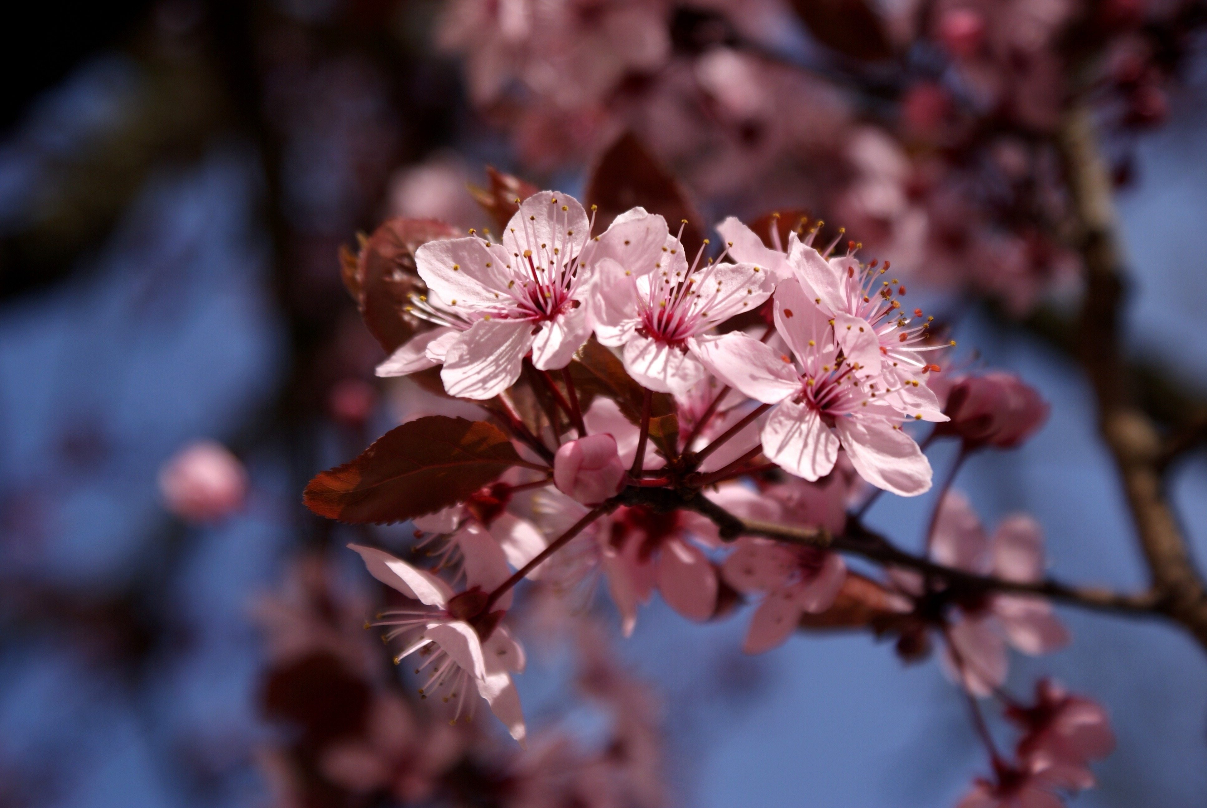 Сакура вишневая. Сакура вишня. Цветущая Сакура. Цветущие ветки вишни.
