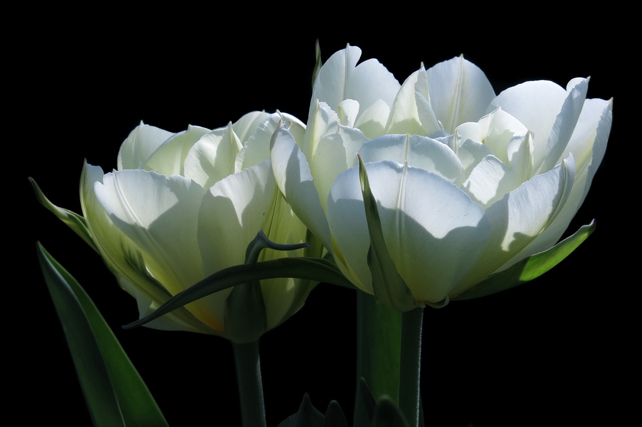 Тюльпан бело зеленый