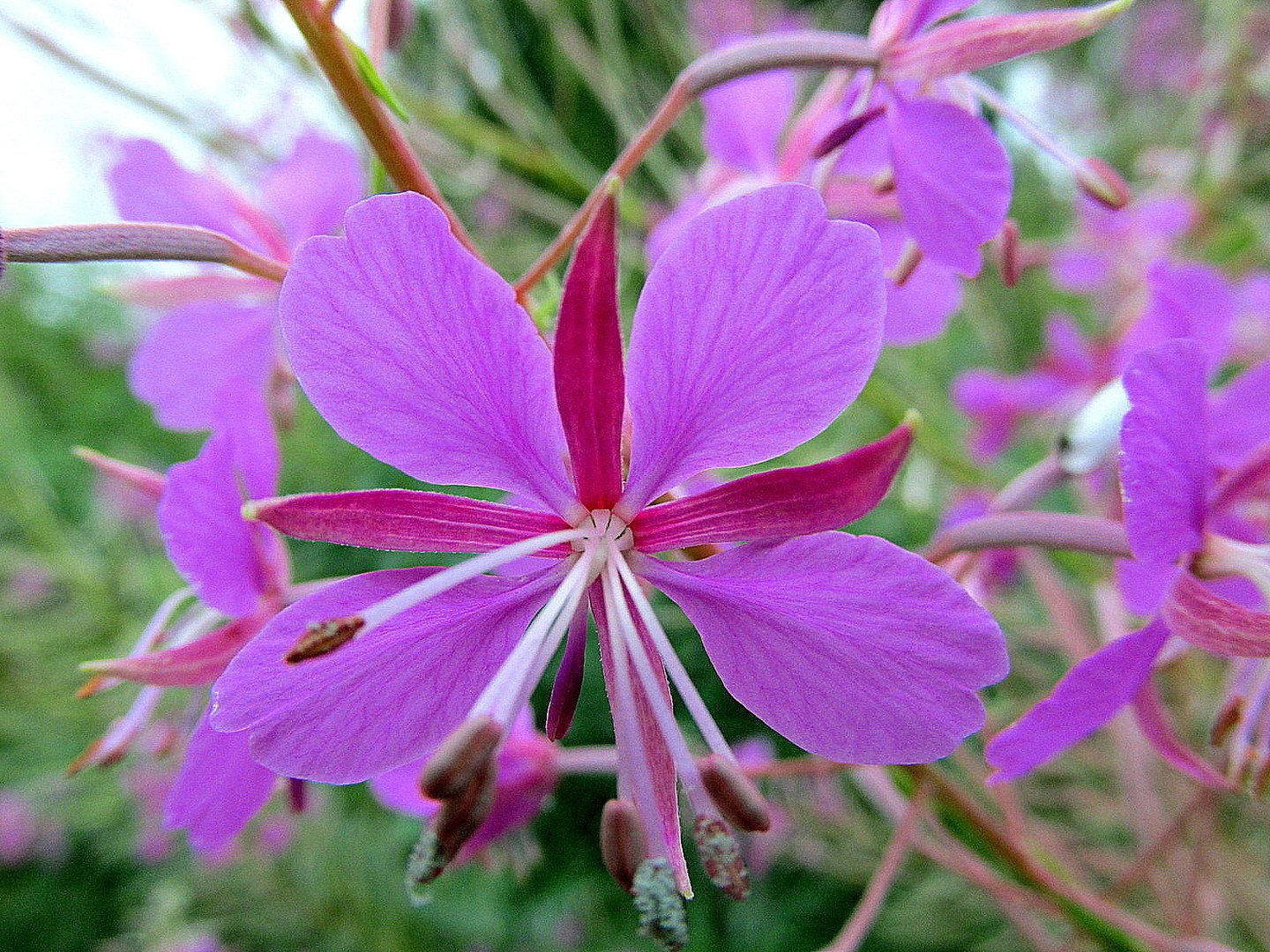 Кипрей узколистный кипрей растения покрытосеменные. Кипрей цветок. Кипрей узколистный цвет.