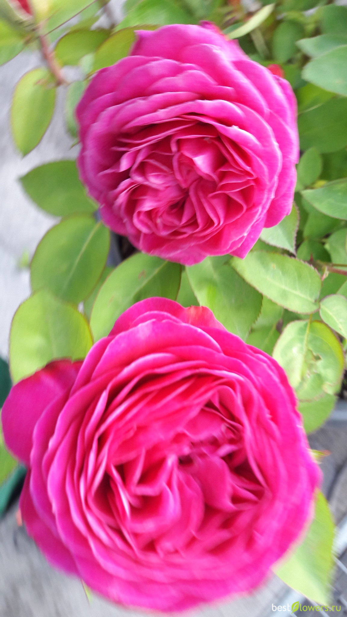 Сорт розы Хайди Клум