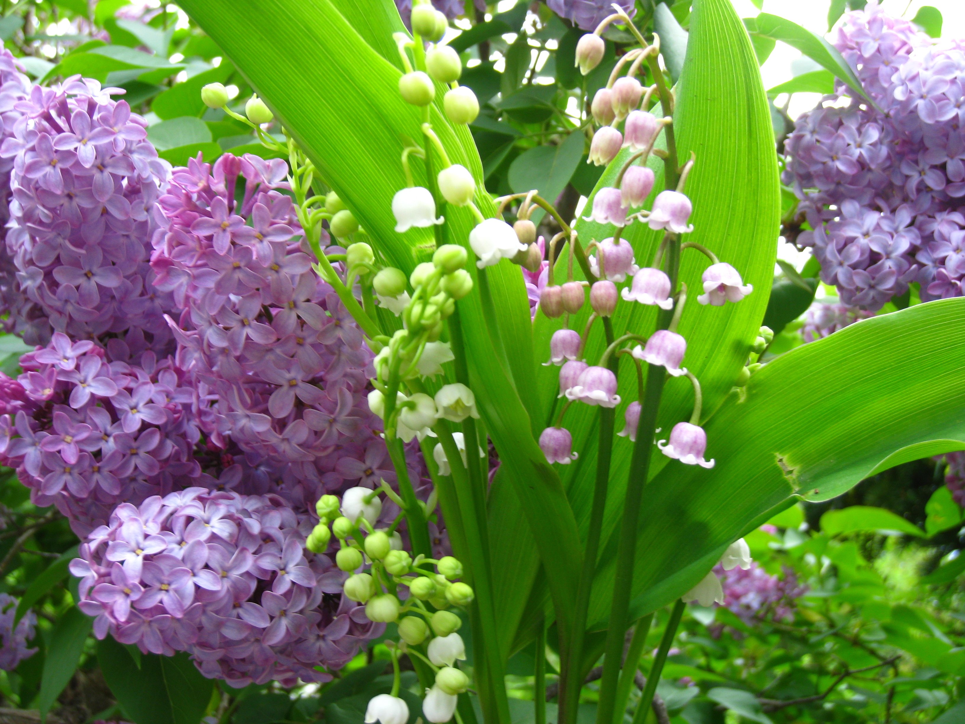 Майские цветы фото с названиями и описанием