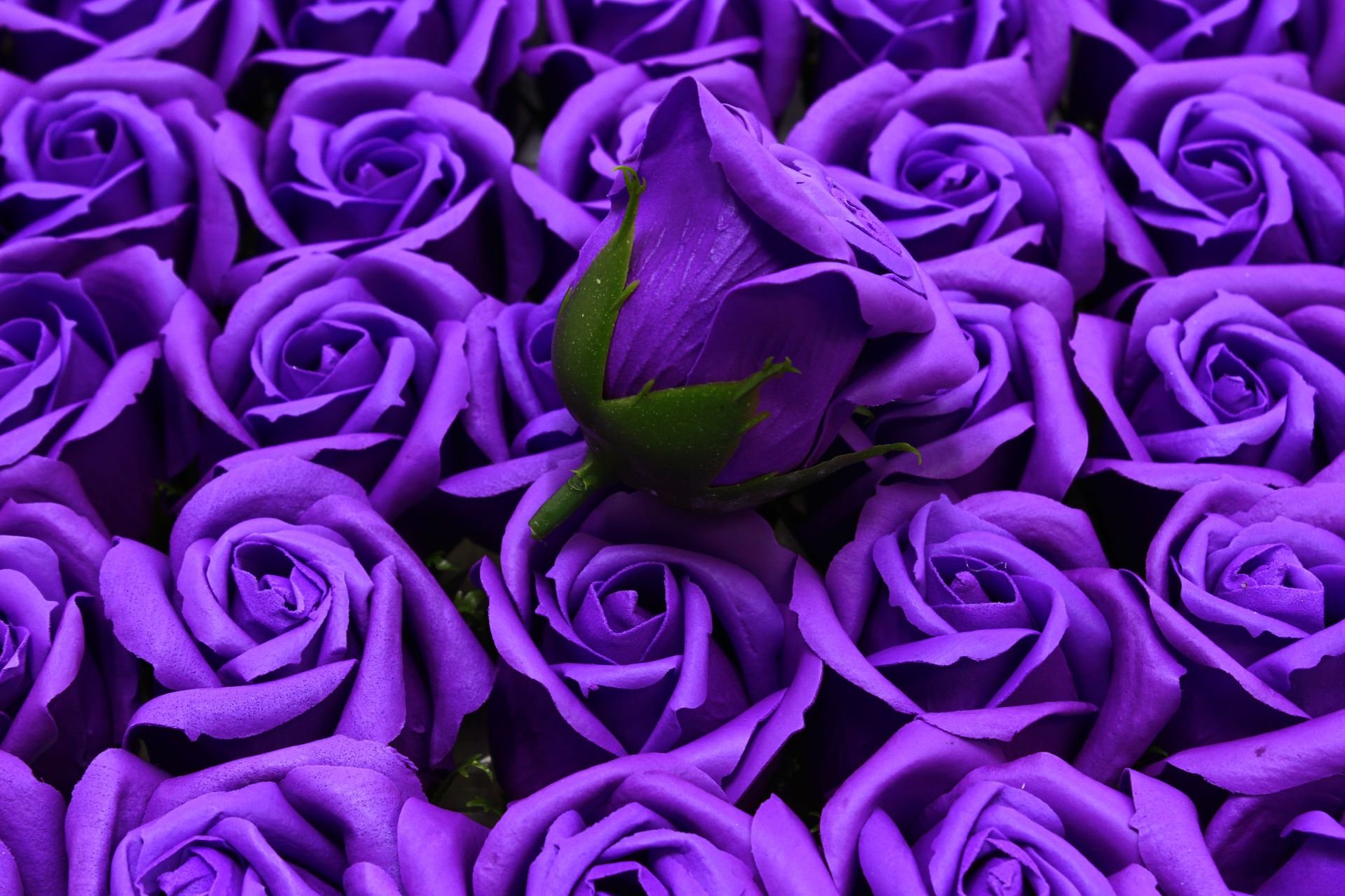 Бело Фиолетовые Розы