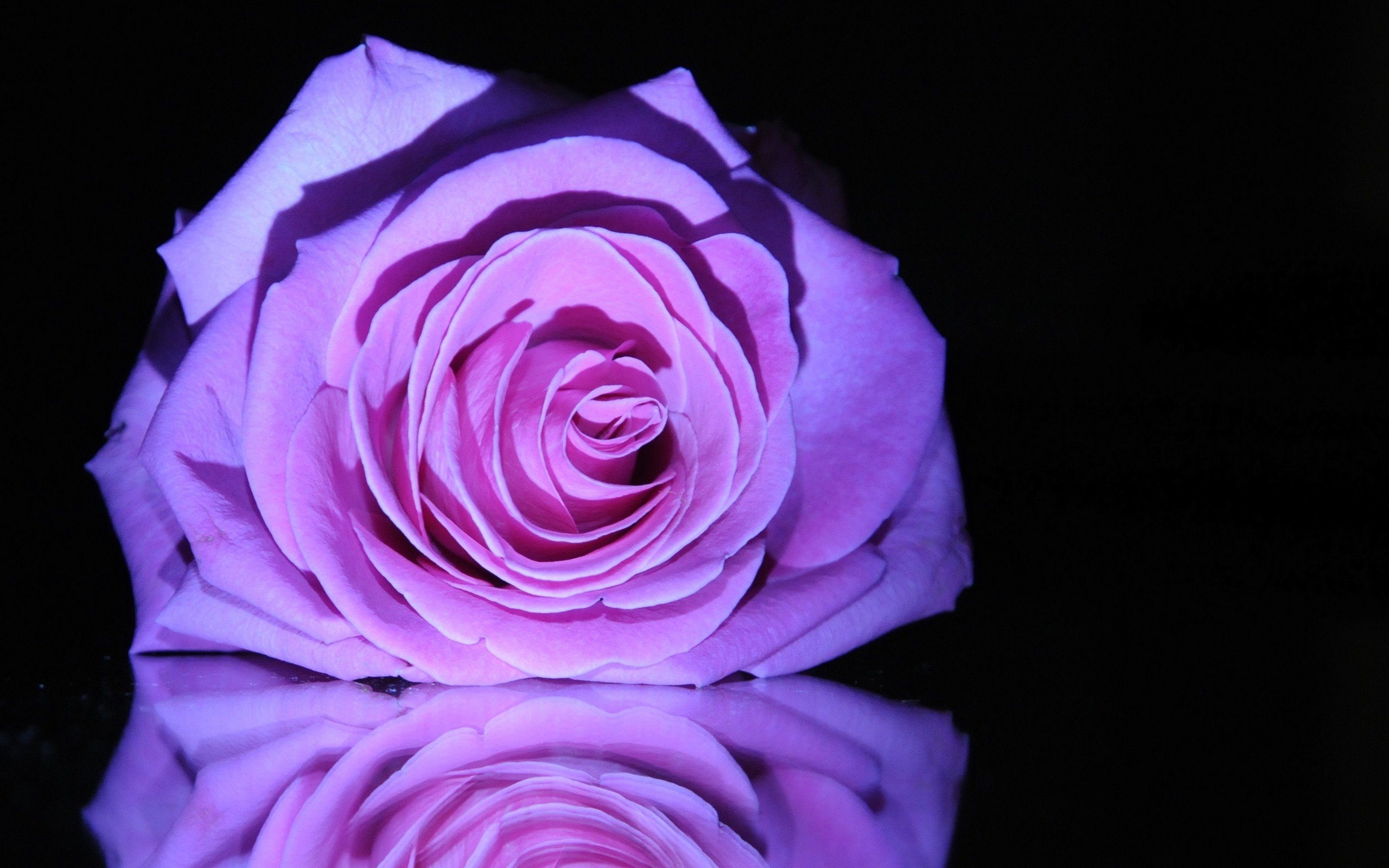 Темно Фиолетовые Розы