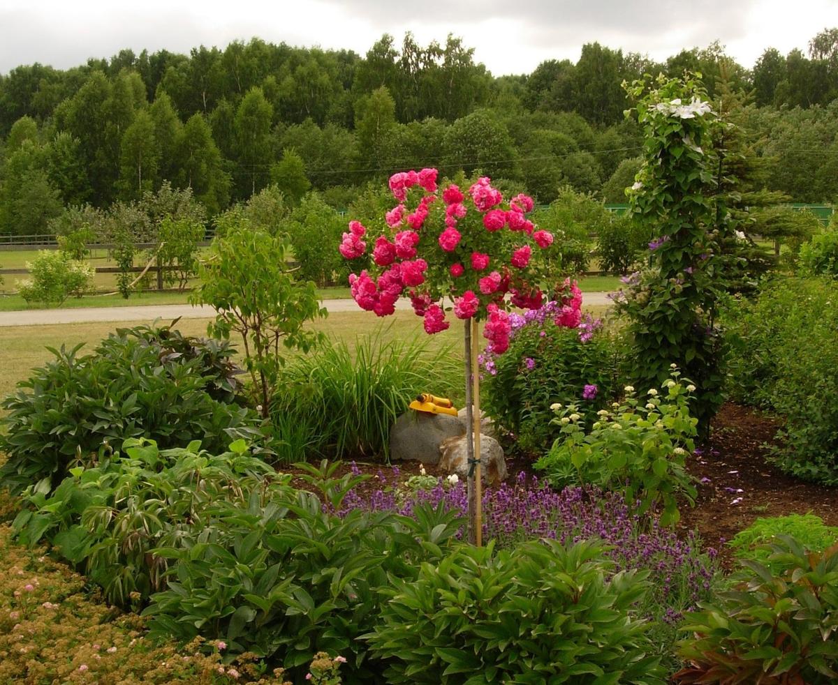 Розы на штамбе в саду фото