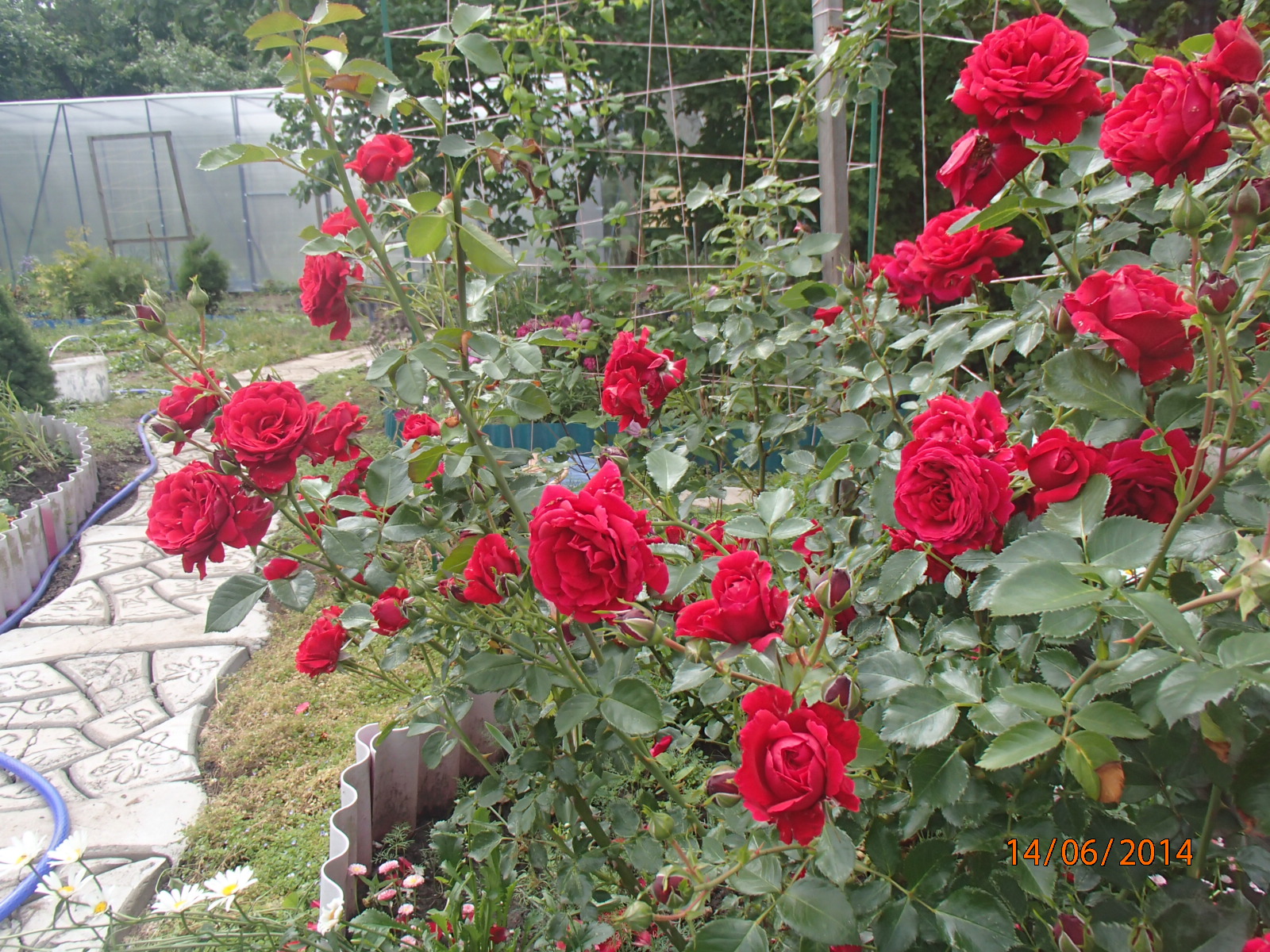 Форум роза симпати или Сантана