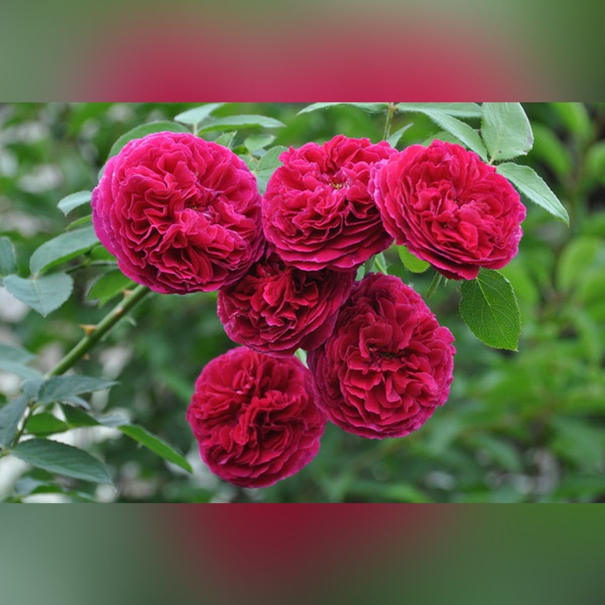 Роза английская Парковая Фальстаф