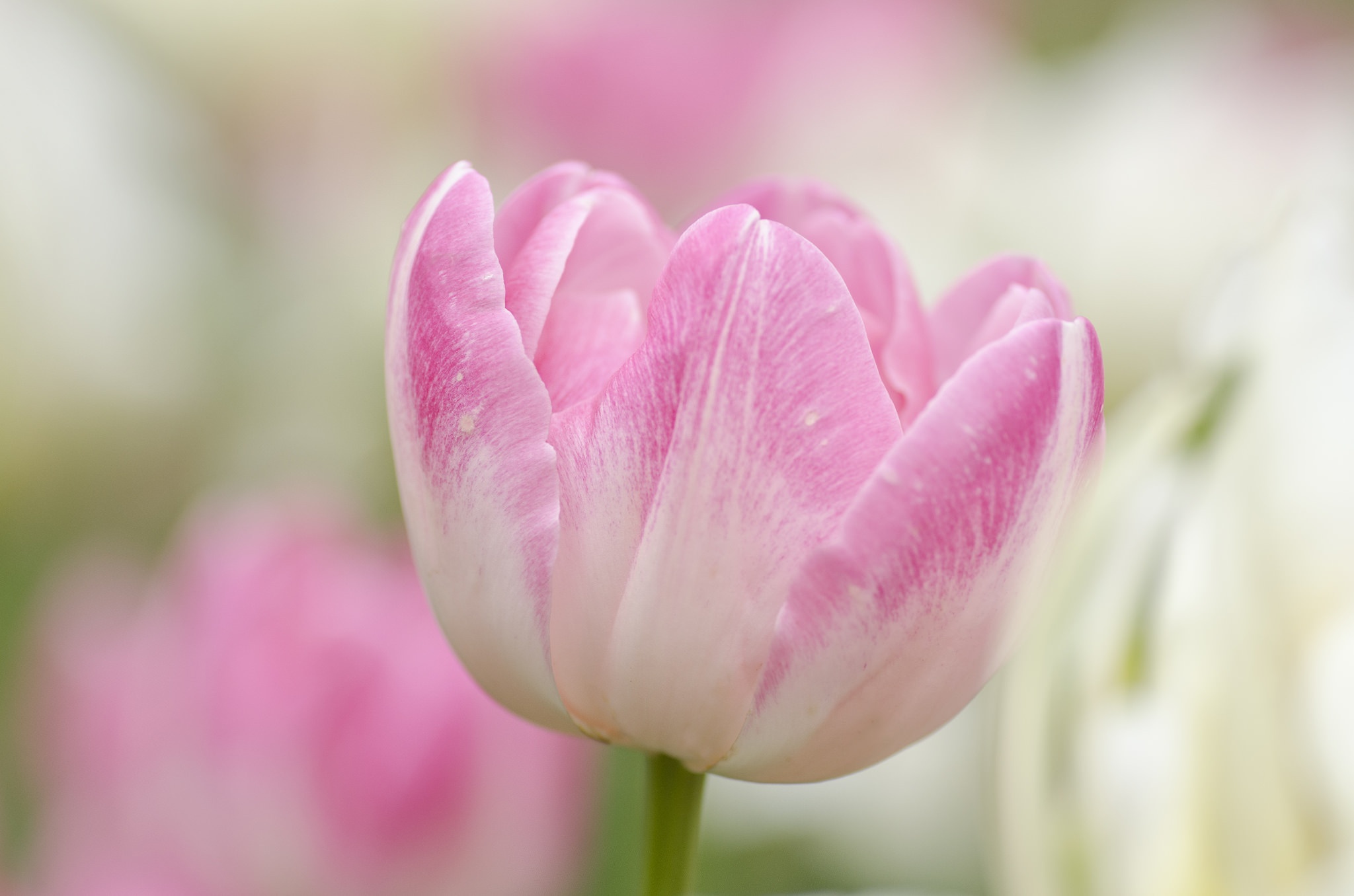Фон тюльпаны нежный. Нежные тюльпаны. Розовые тюльпаны. Тюльпаны. Нежно-розовый. Нежные розовые тюльпаны.