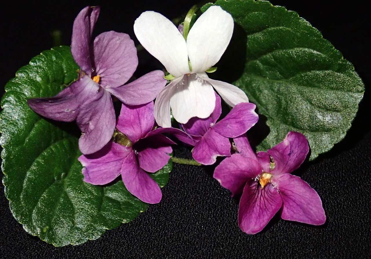 Фиалки взрослые. African Violet Saintpaulia Hybrid (фиалка белая Королева). Фиалка короткошпорцевая. Фиалка Копенгаген. Фиалка Лесная фиалка.