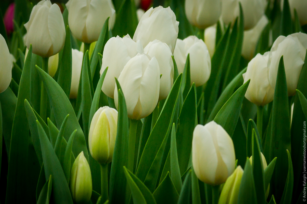 Много белых тюльпанов