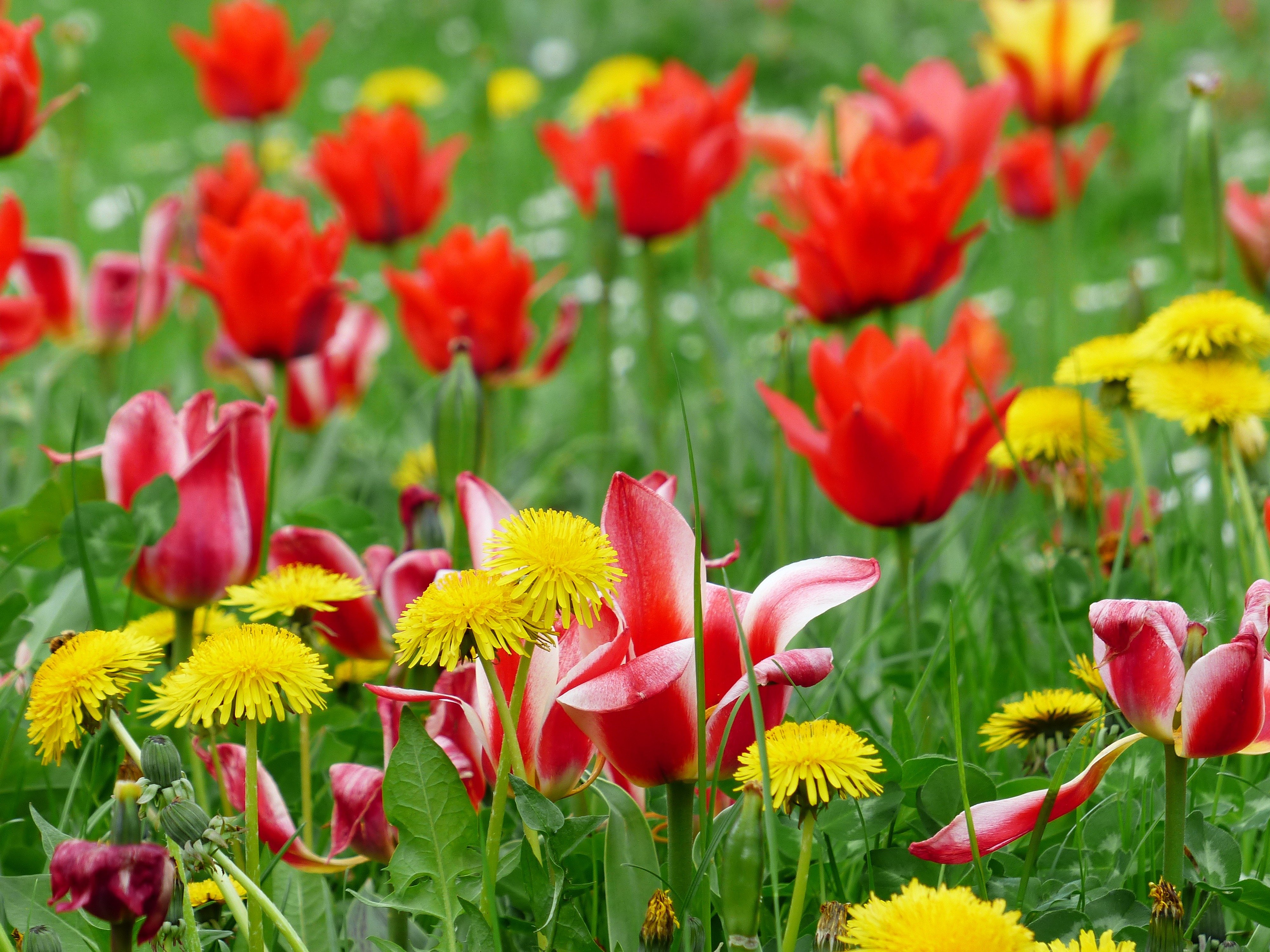 Полевые цветы тюльпаны