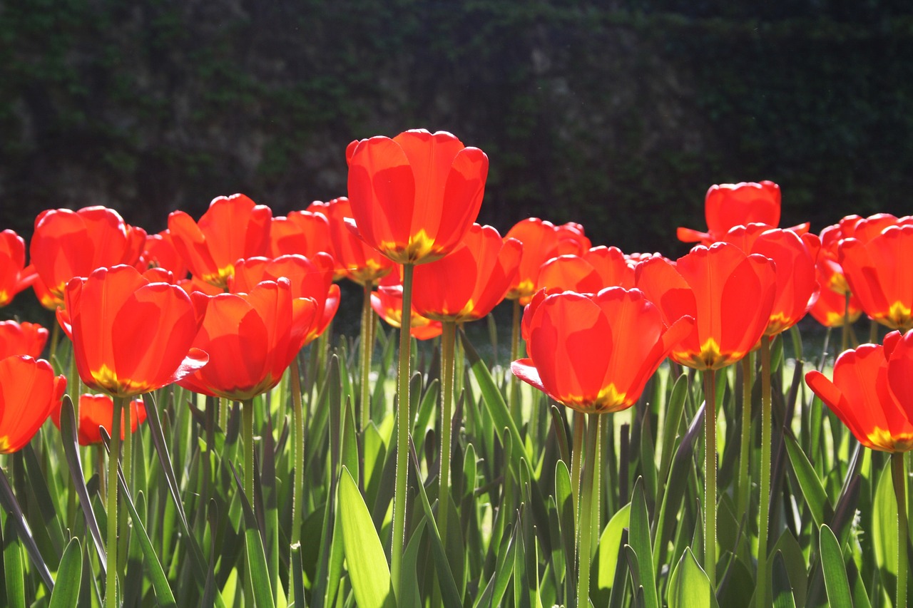 Весна красные тюльпаны природа