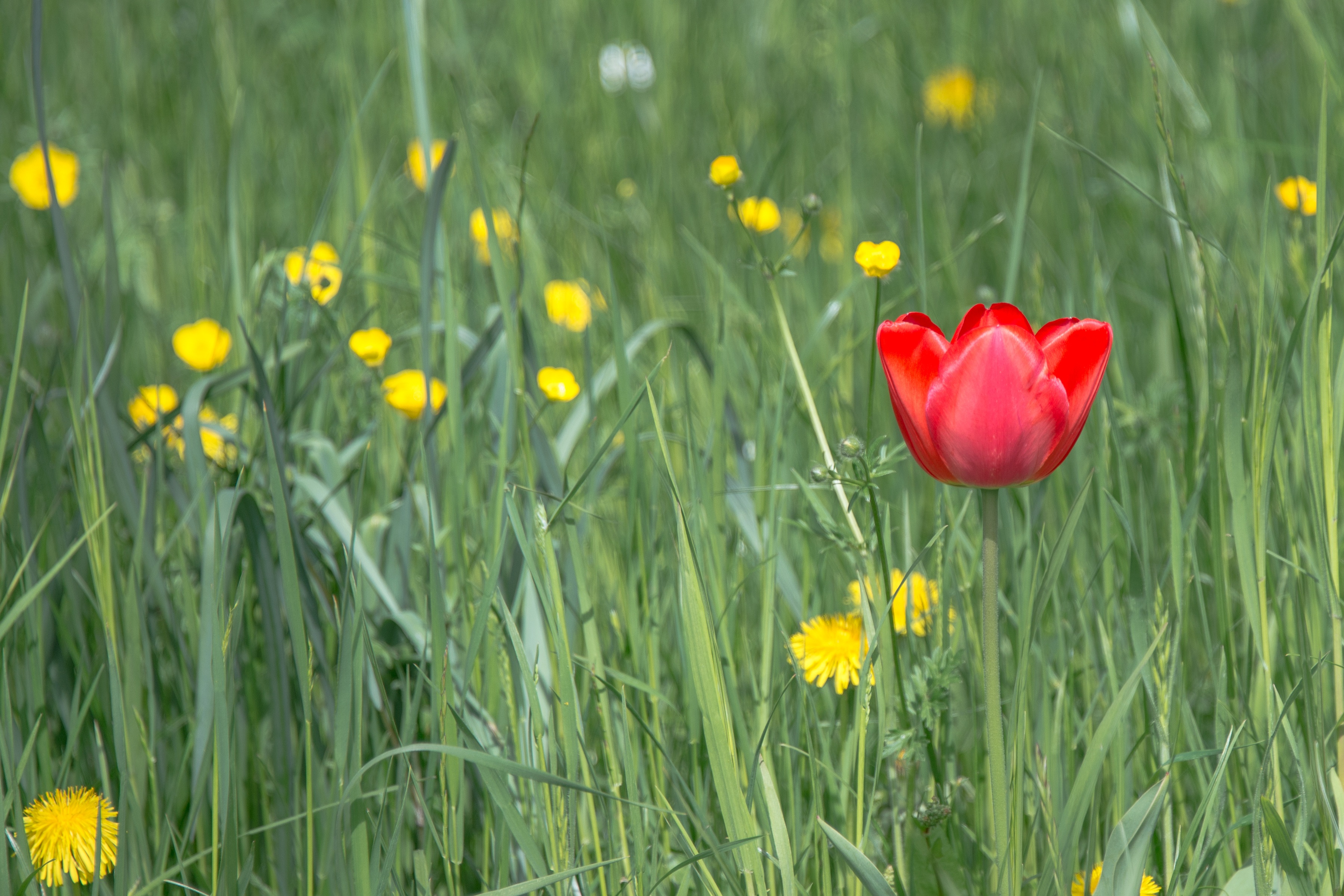 Полевые тюльпаны. Луговые тюльпаны. Полевые тюльпаны фото. Тюльпаны в природе.