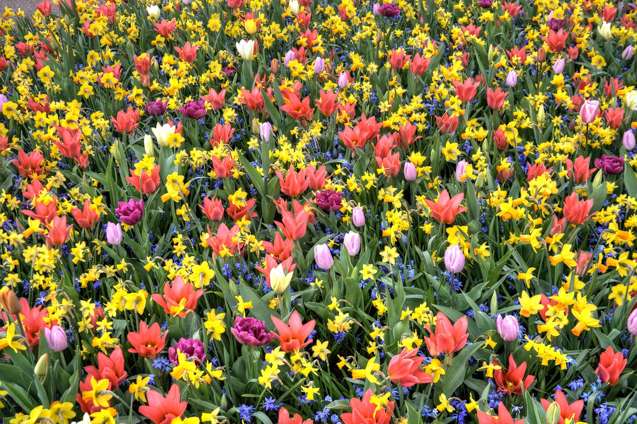 Полевые тюльпаны. Ile de Orange тюльпан. Цветные тюльпаны полевые. Полевые тюльпаны фото.