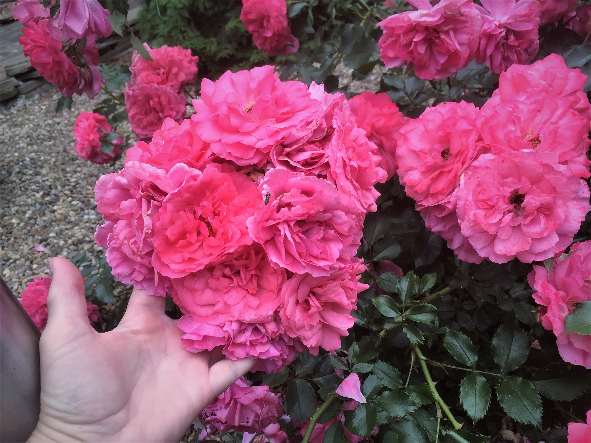 Роза ютерсен розенпринцессен фото