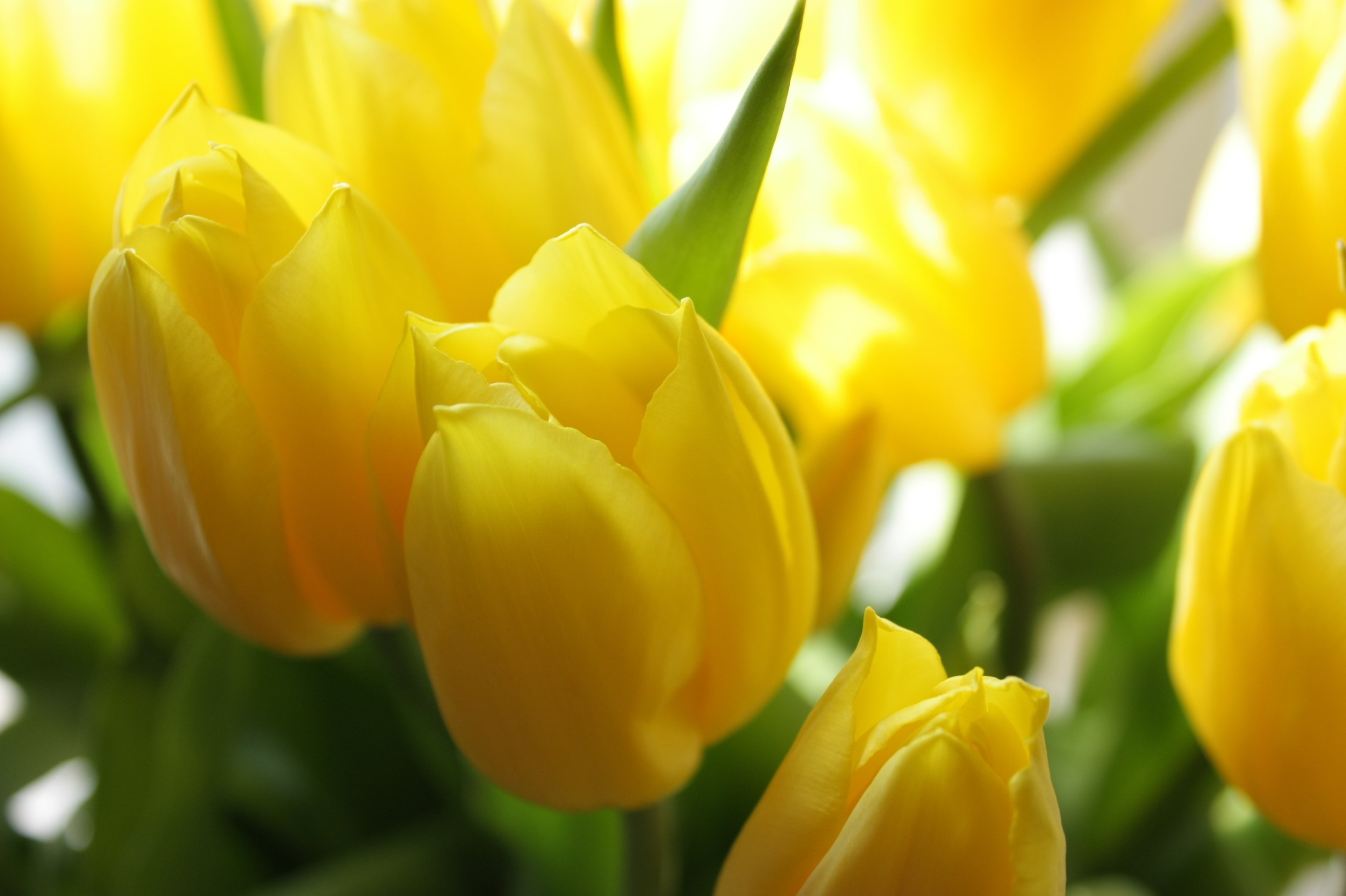 Тюльпаны на желтом фоне