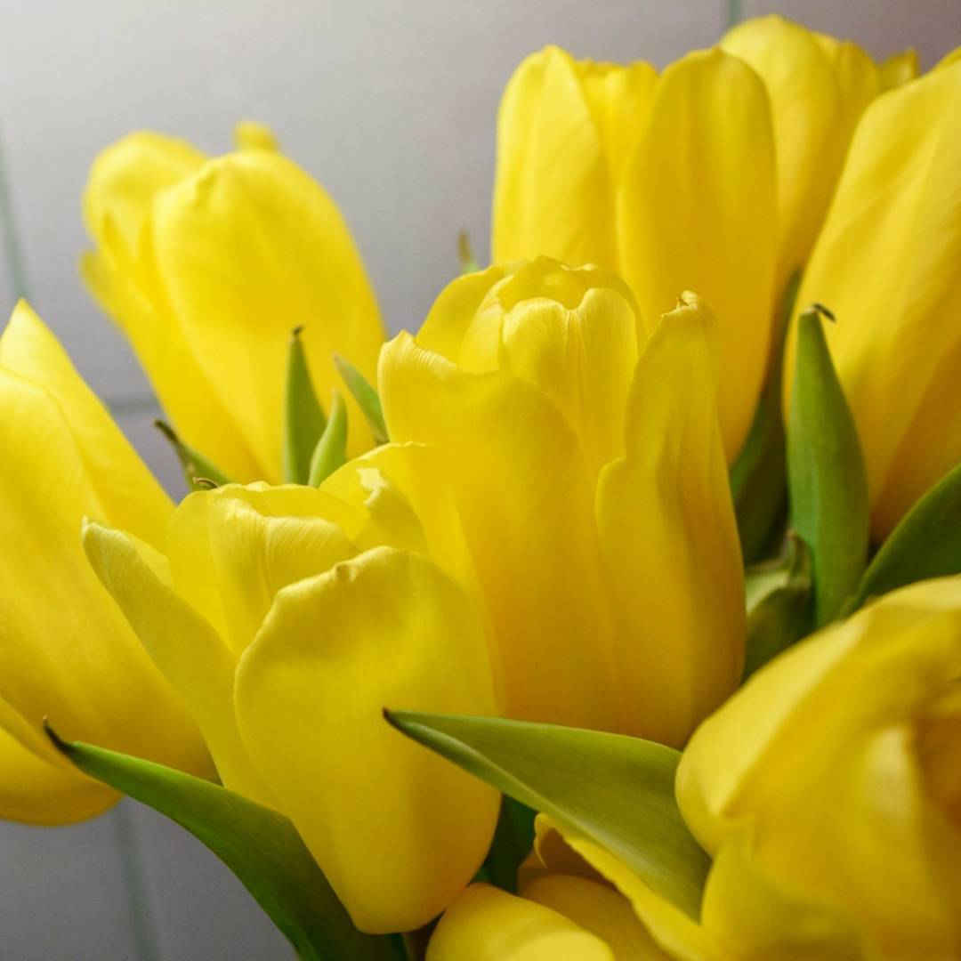 Желтые полумахровые тюльпаны