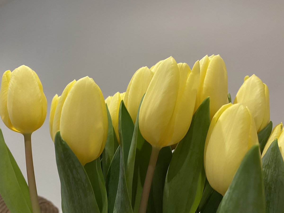 Tulipa желто белый