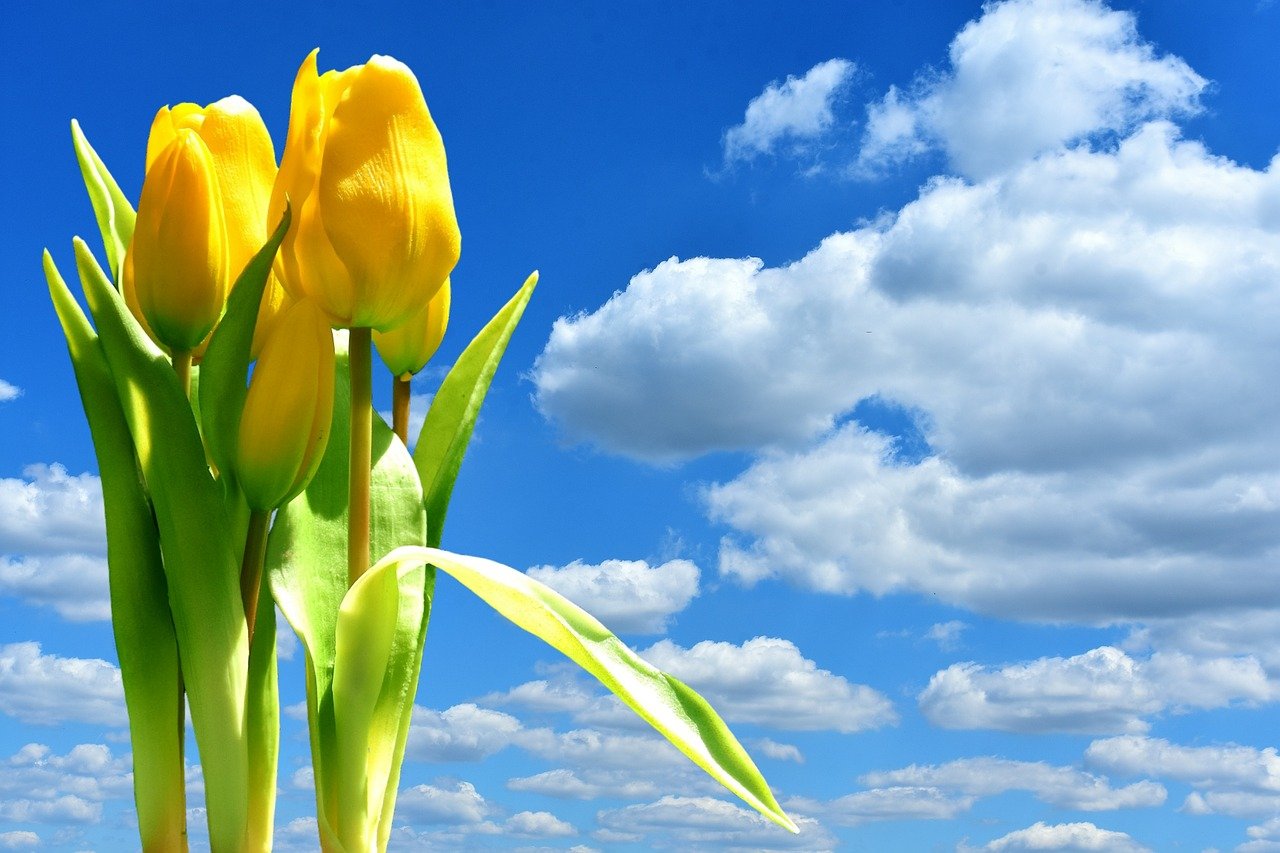 Тюльпаны на фоне голубого неба