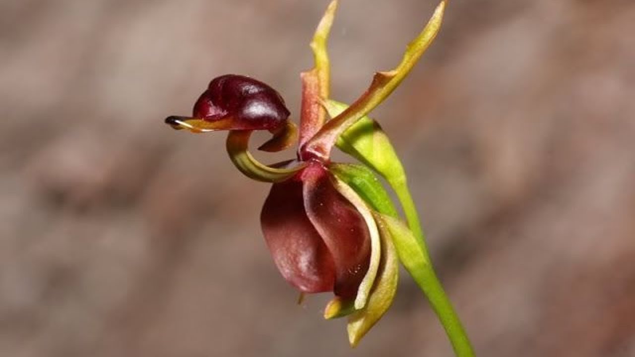 Орхидея Калания летящая уточка