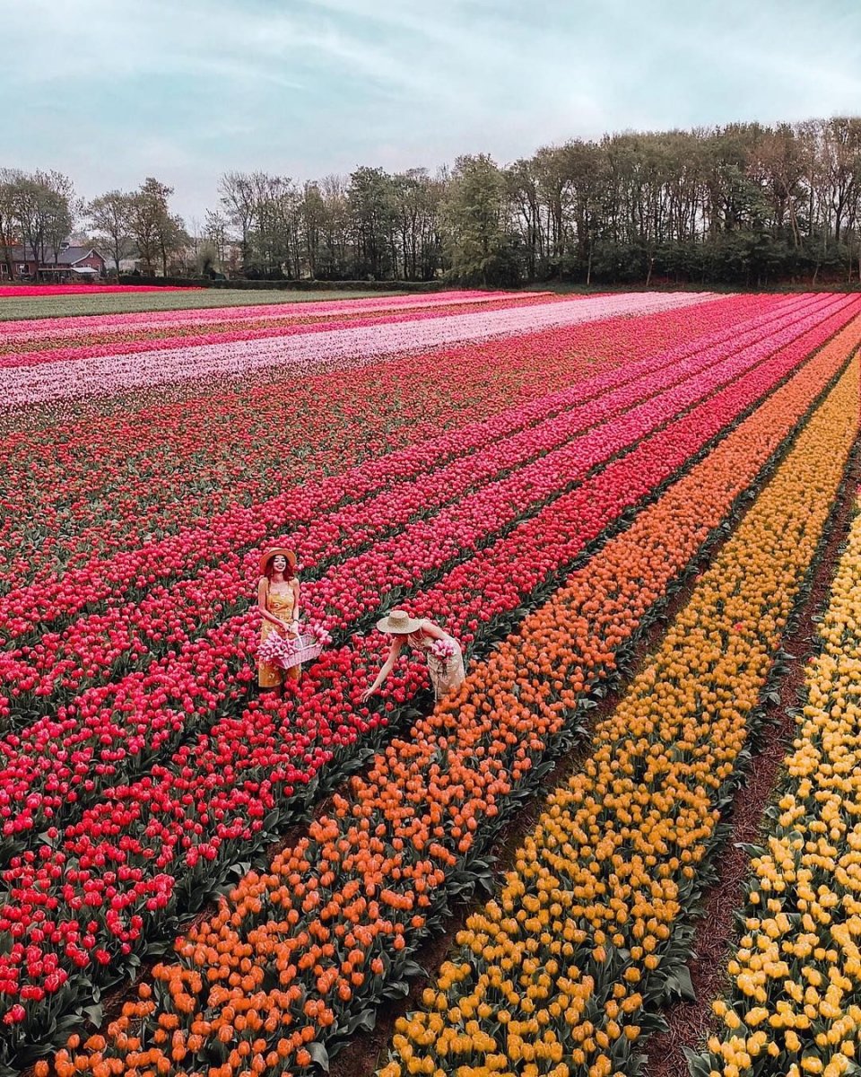 Розы в голландии