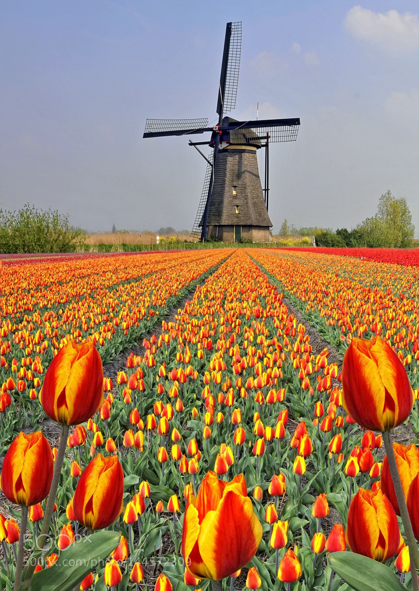 цветок нидерланды