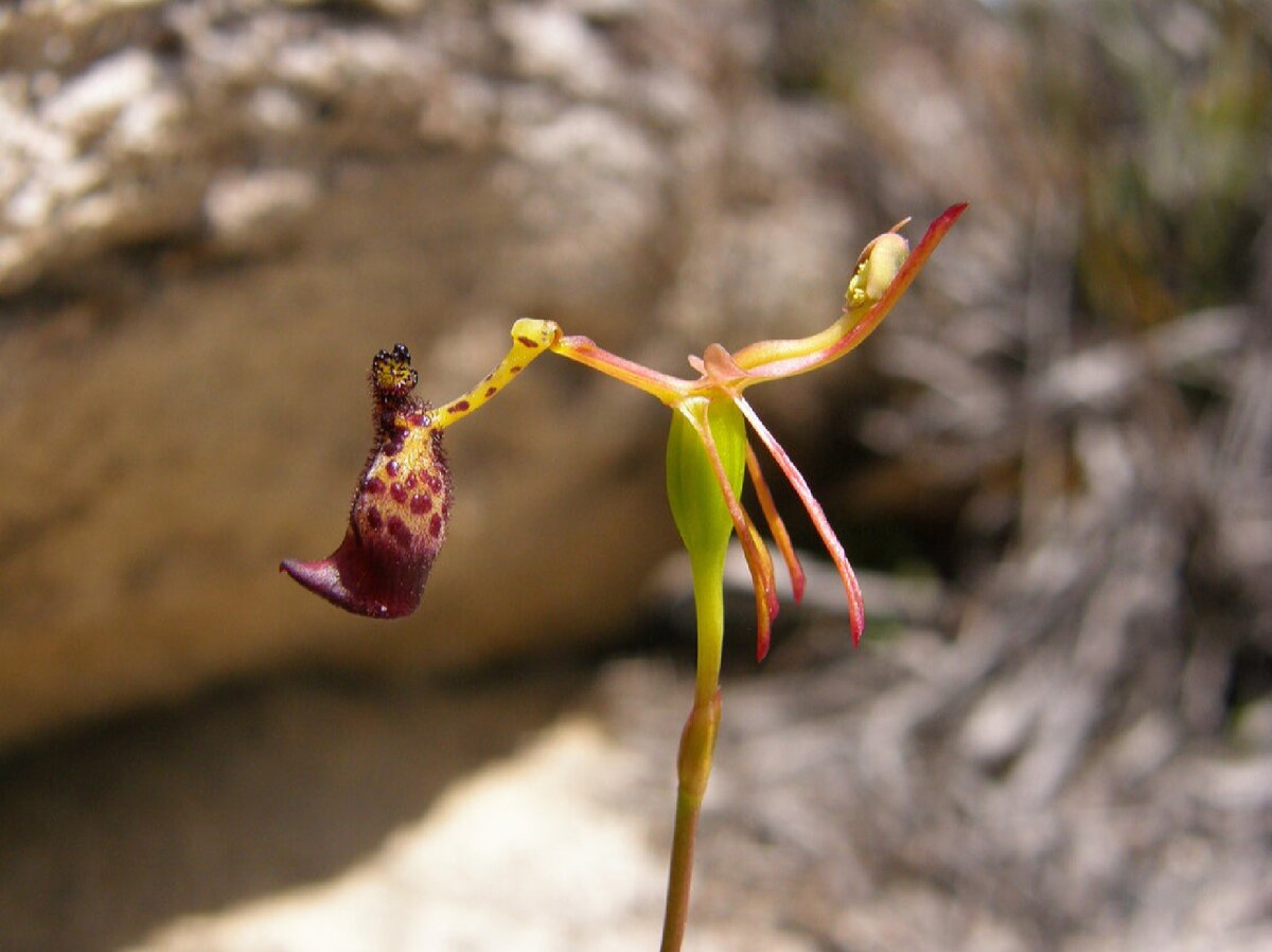 Орхидея Калания (Caleana Major)