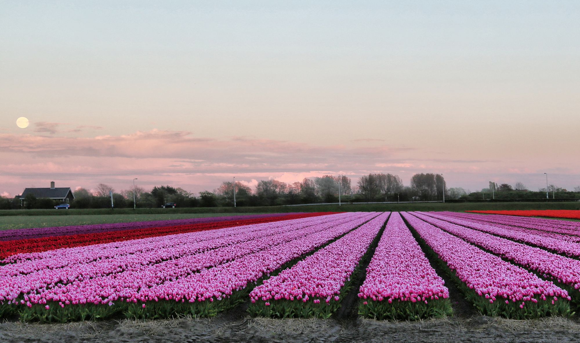 Голландия поля с тюльпанами