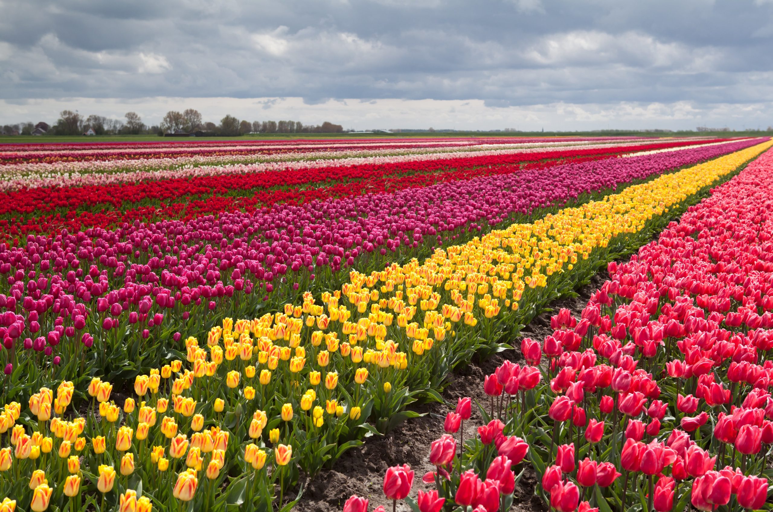 Где находится тюльпановое поле. Амстердам тюльпановые поля. Тюльпановые плантации в Голландии. Поля крокусов Голландия.