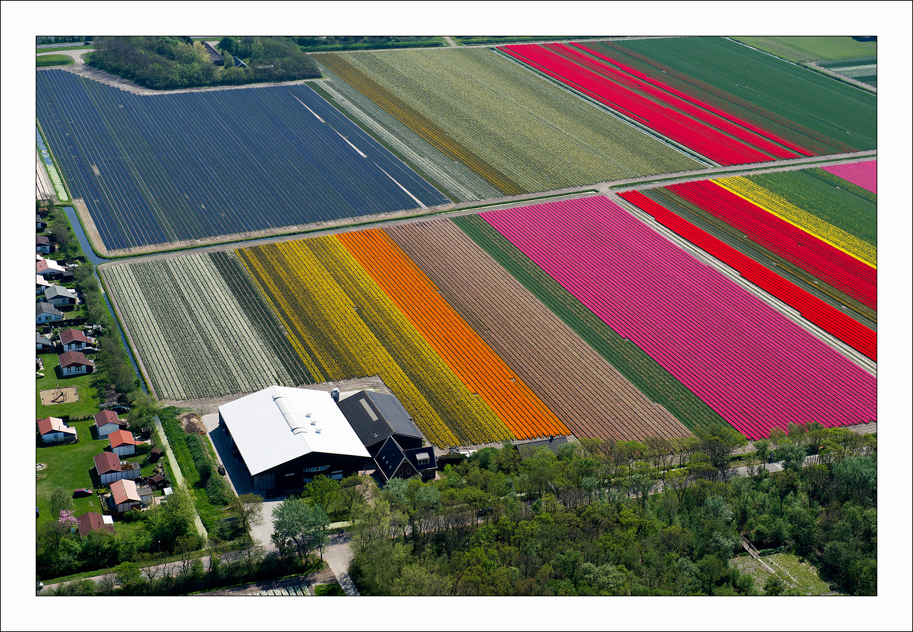 Голландия тюльпановые поля с высоты
