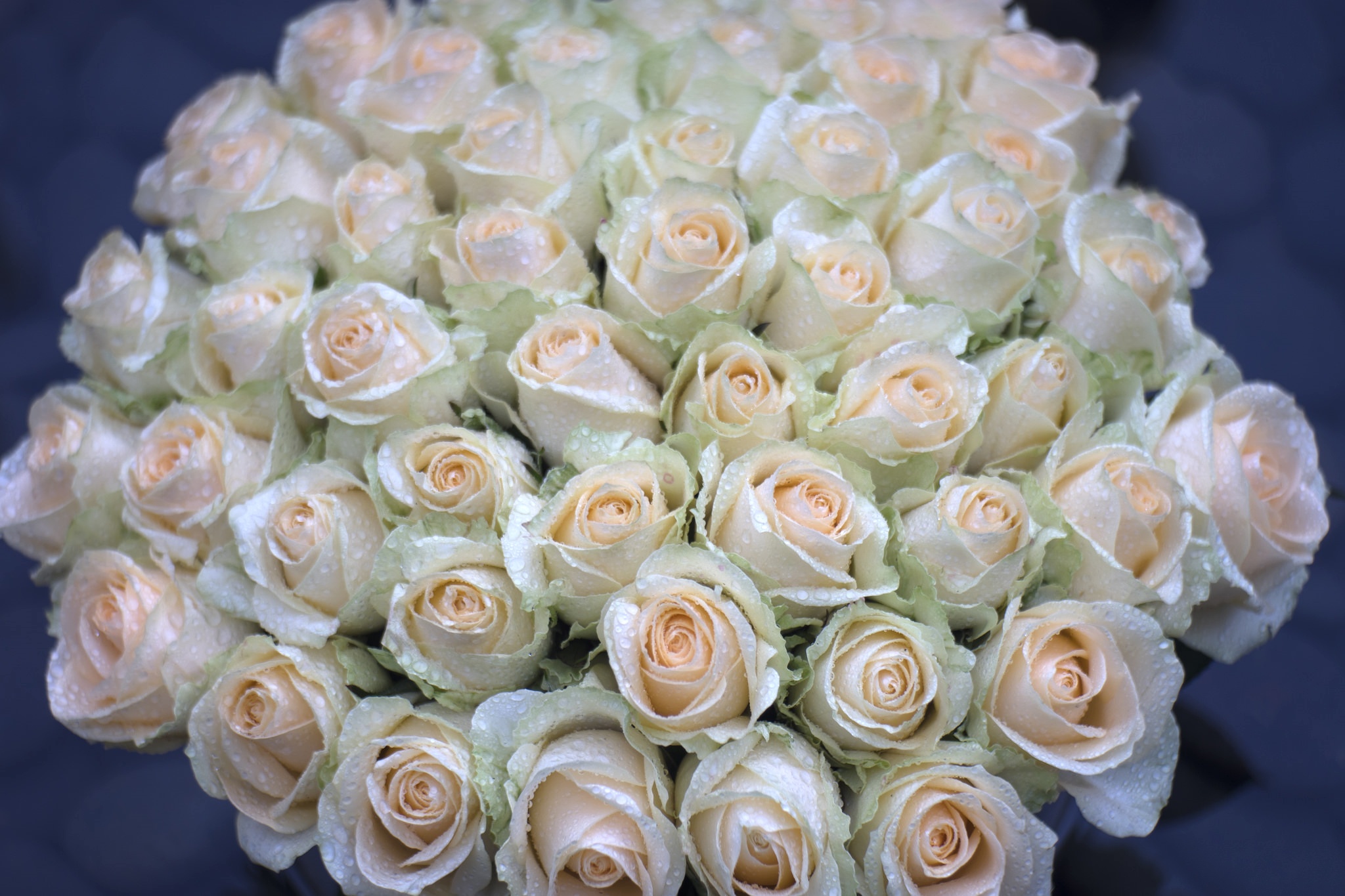 Большие розочки. Белые розы. Шикарный букет белых роз.