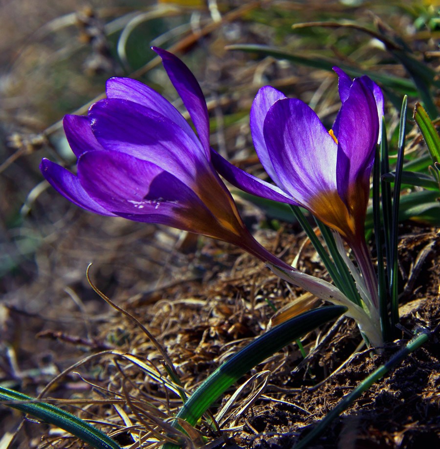 В крыму цветы фиолетовые фото с названиями