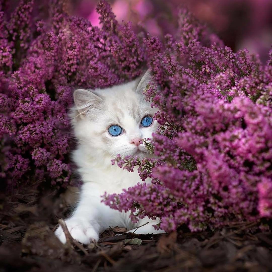 Прекрасная кошечка. Кошечка в цветах. Красивые котята. Котенок в сирени. Красивые котики.