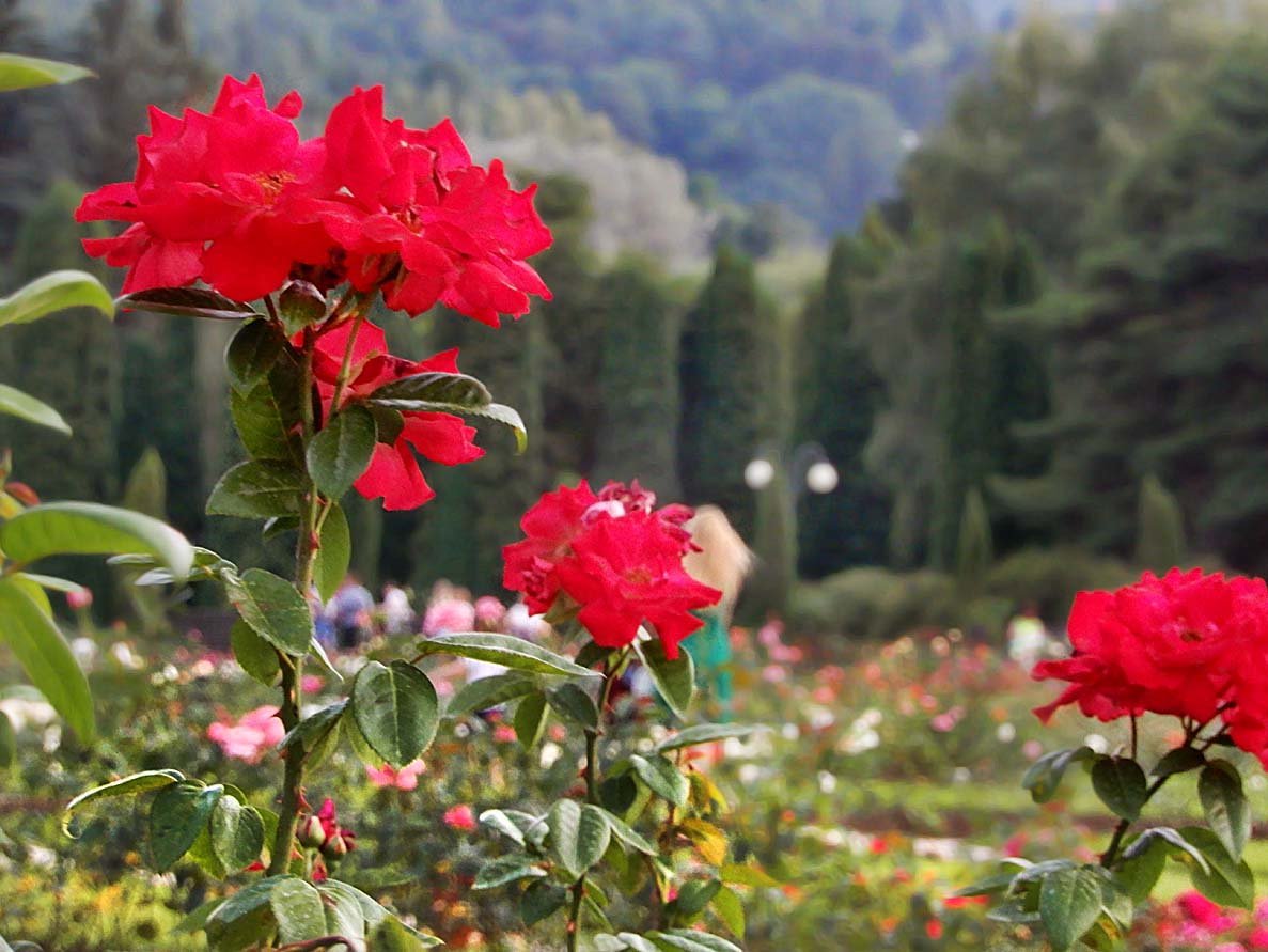 Долина роз Болгария