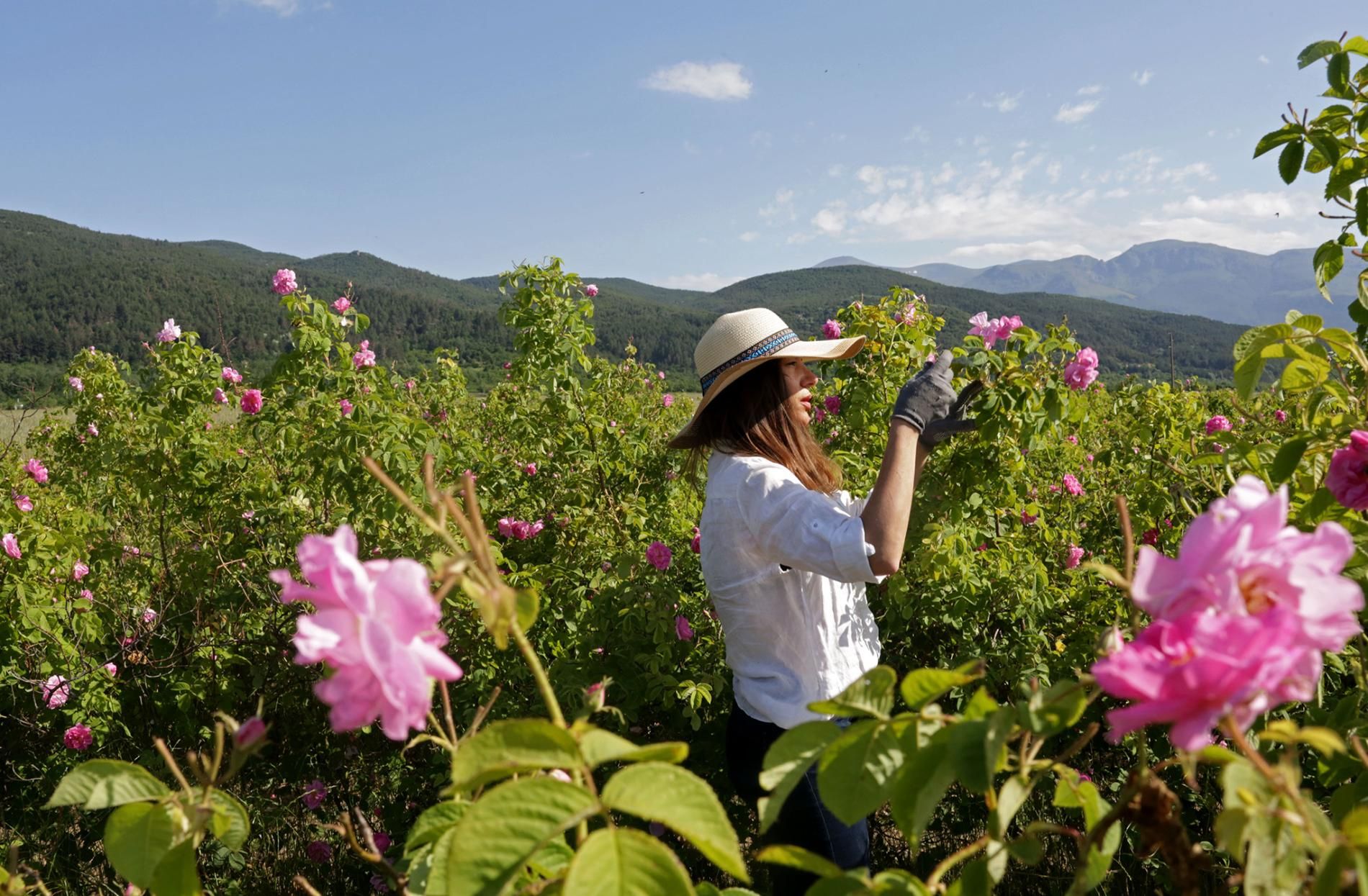 Плантации роз в Болгарии