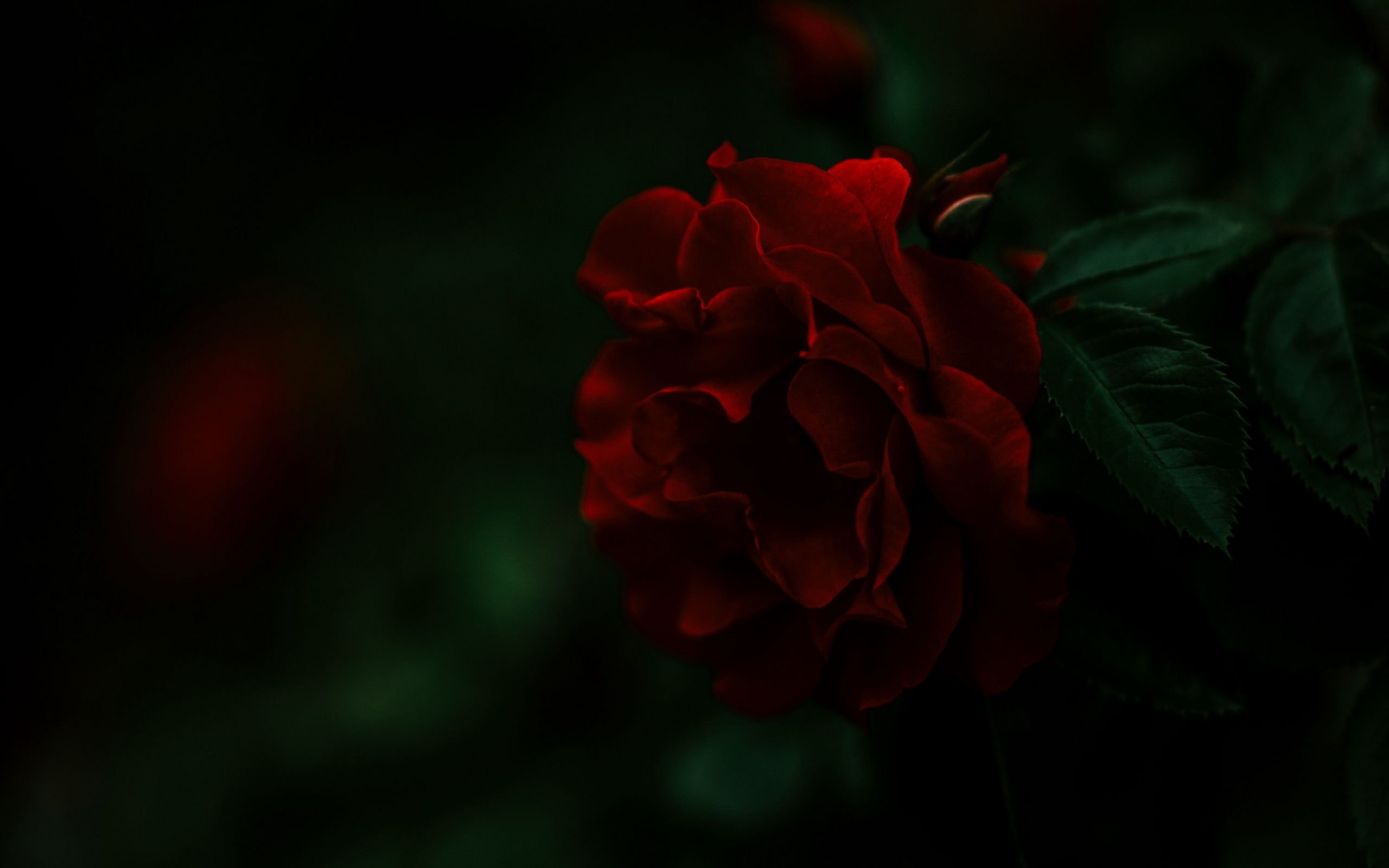 Темные розы обои