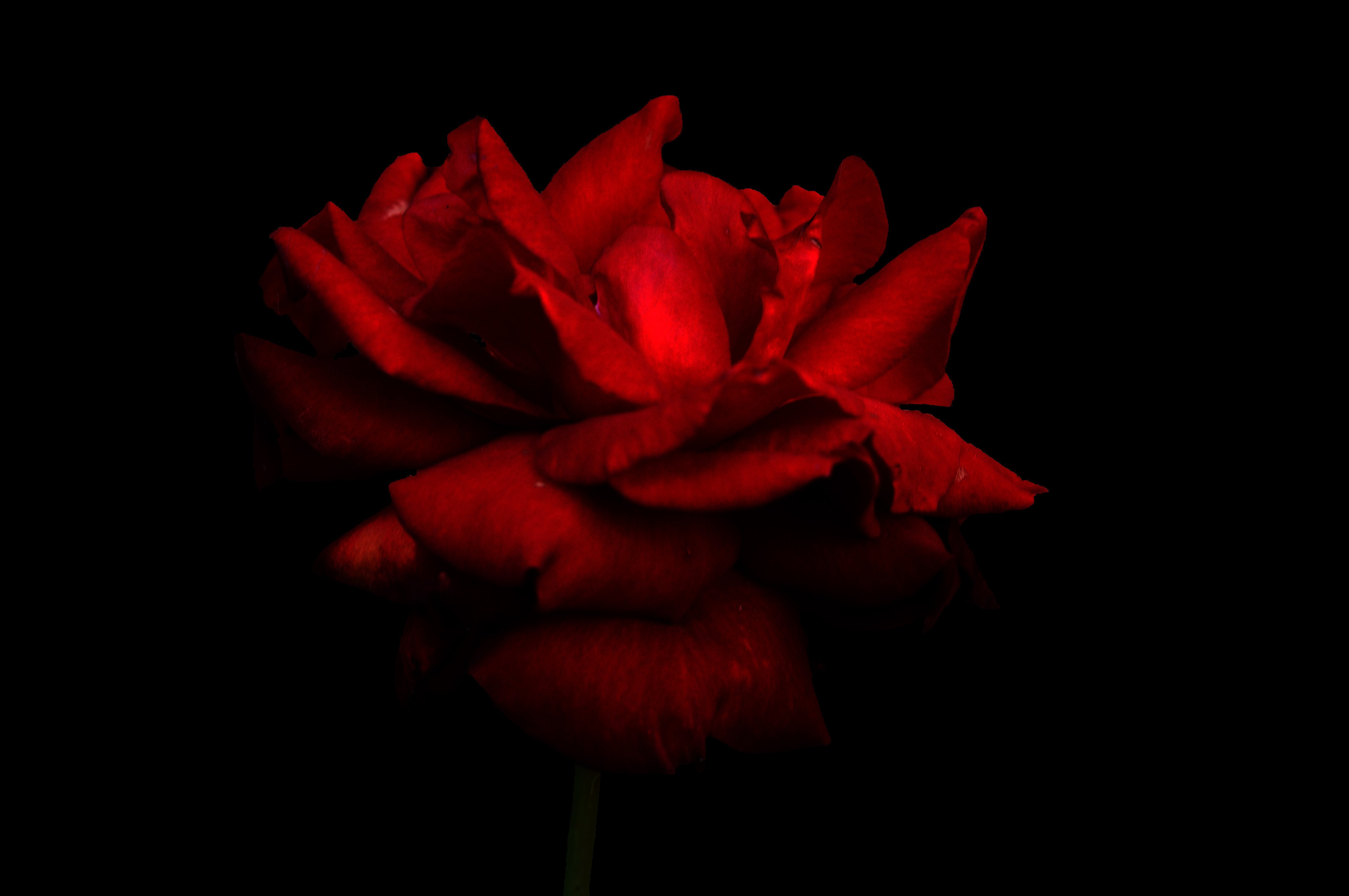 Фото красной розы на черном фоне