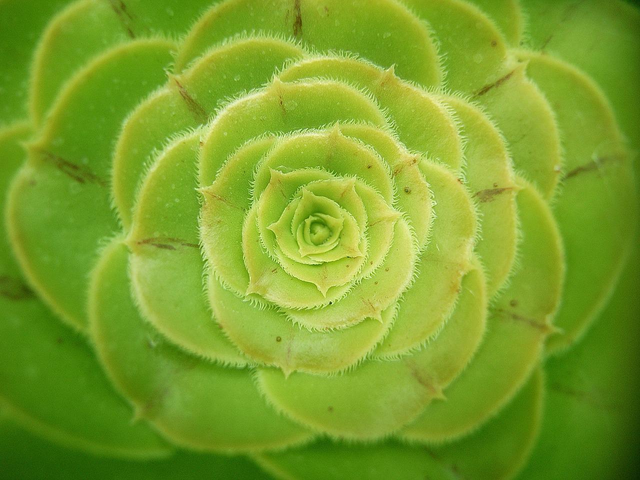 фото зеленой части растения