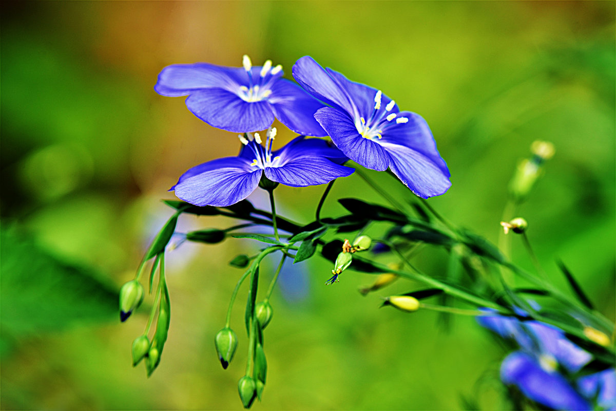 Синие цветы в июне