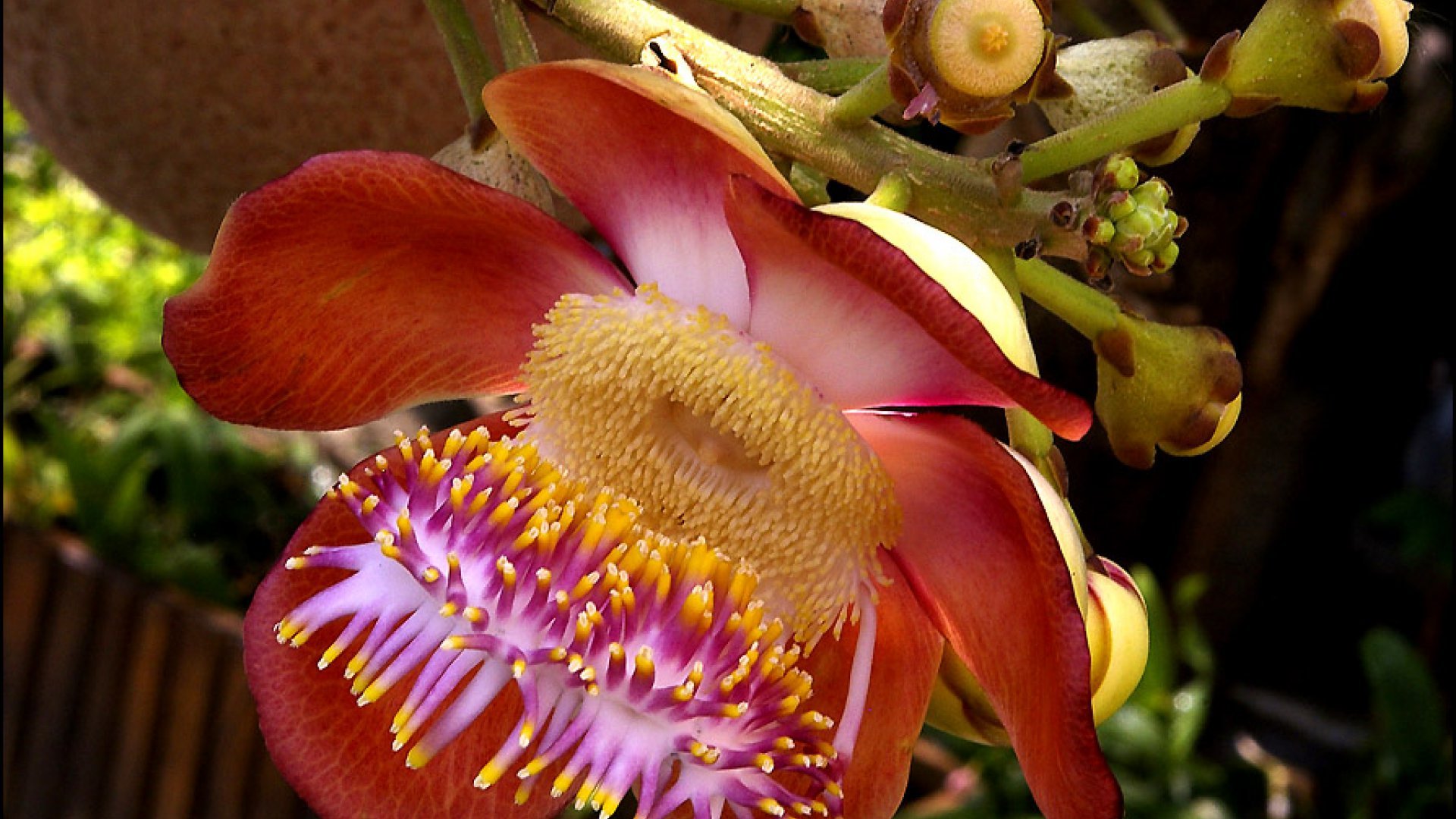 Самый редкий цветок в мире фото и названия