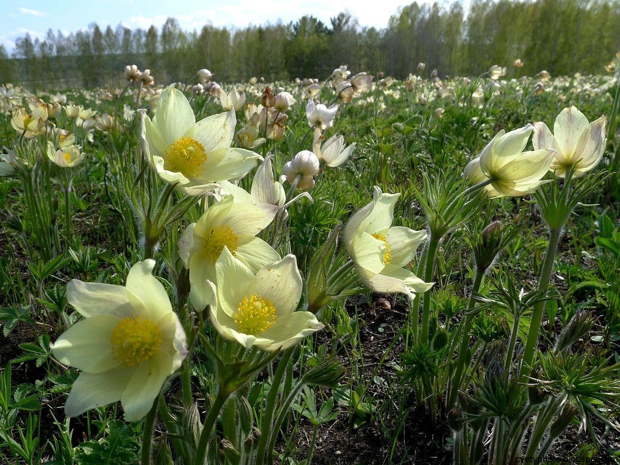 Фото весенние цветы в сибири фото и названия