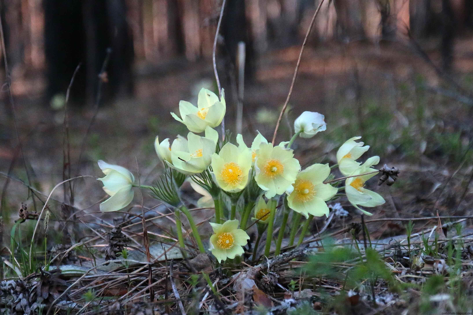 Фото первых весенних цветов в лесу