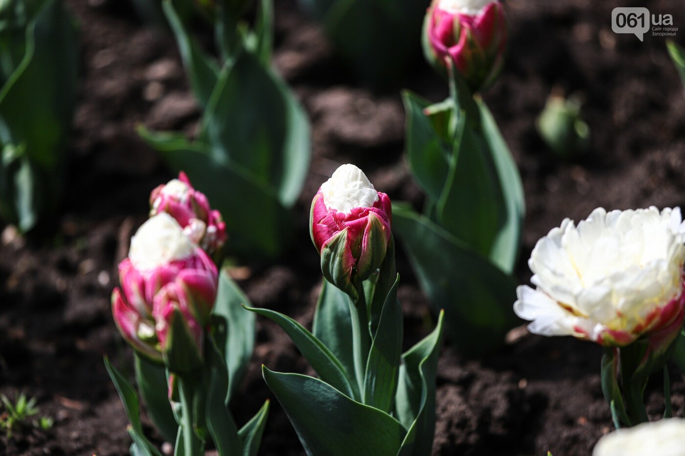 Тюльпан ранний Tulipa tarda