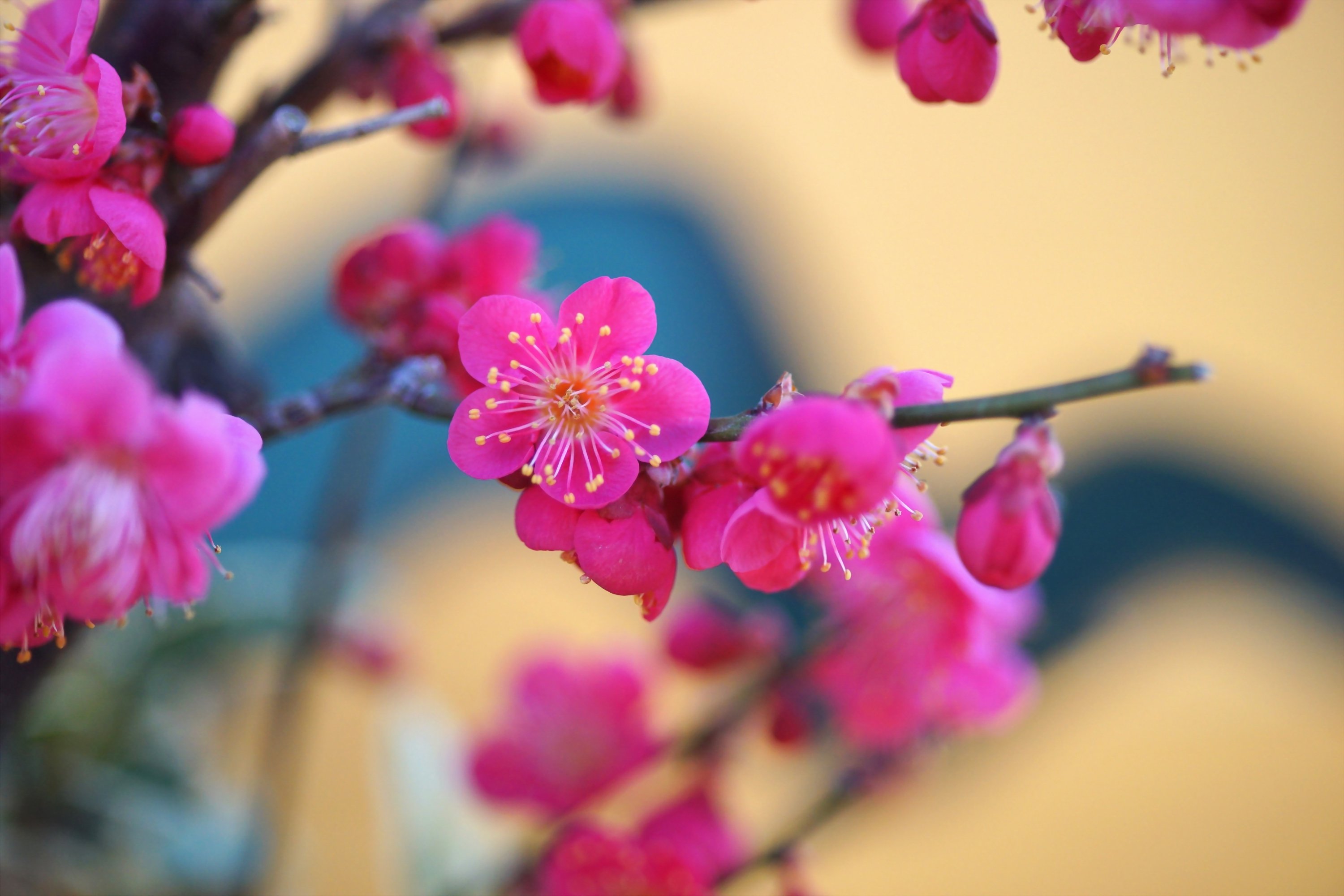 Фото цветы сакуры в высоком качестве