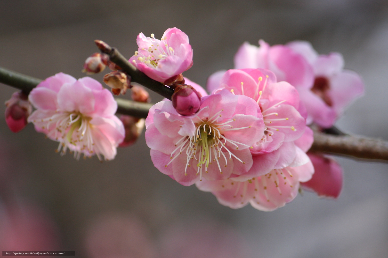 Пушистые цветы вишни