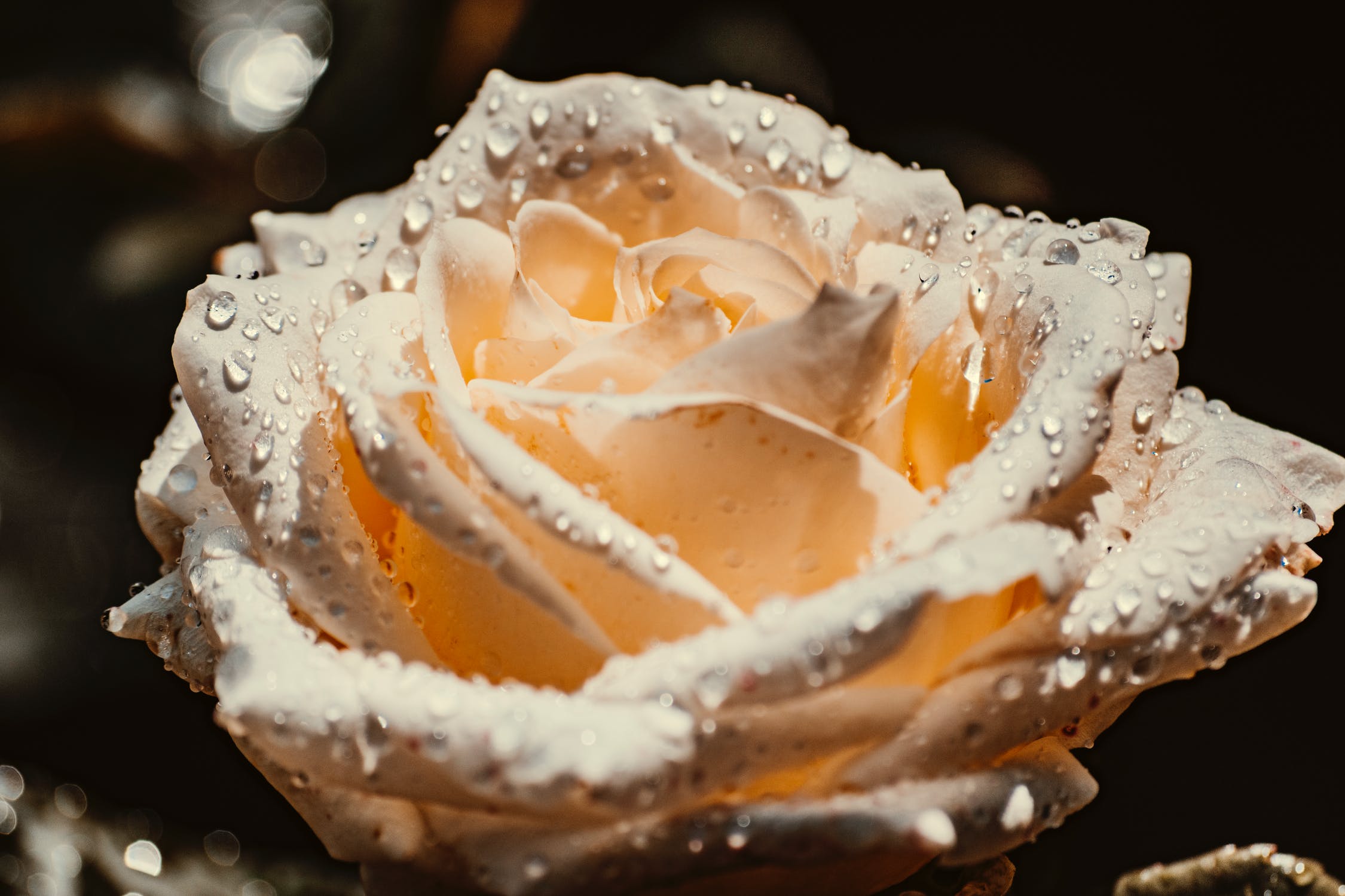 Белая роза в росе