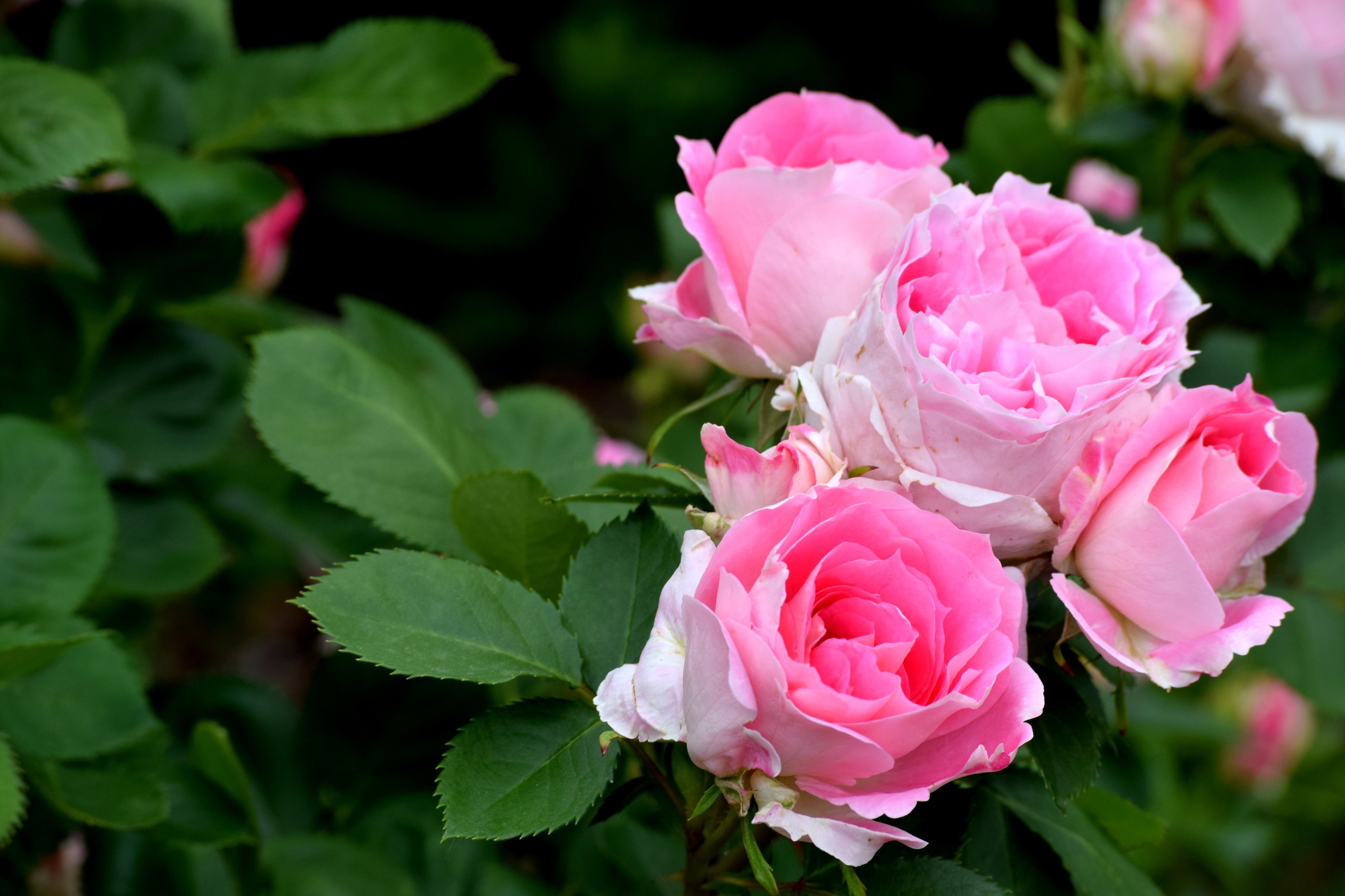 Роза розовая фото и название