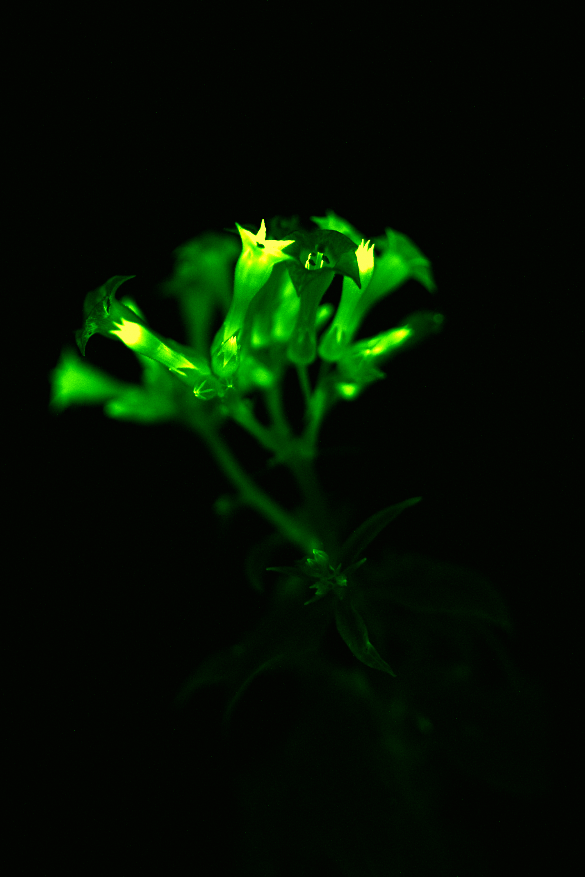 Биолюминесценция растений. Биолюминесцентный табак. Светящиеся растения. Растения светящиеся в темноте. Материал сверкающий в темноте